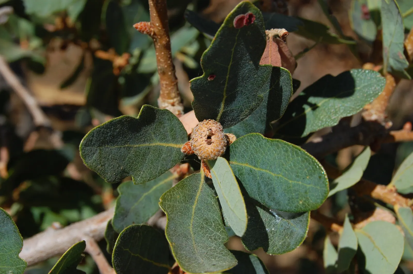 Blue Oak (Quercus Douglasii) — can contribute to the ecological value of the garden.<br><br>For a client looking to introduce a robust