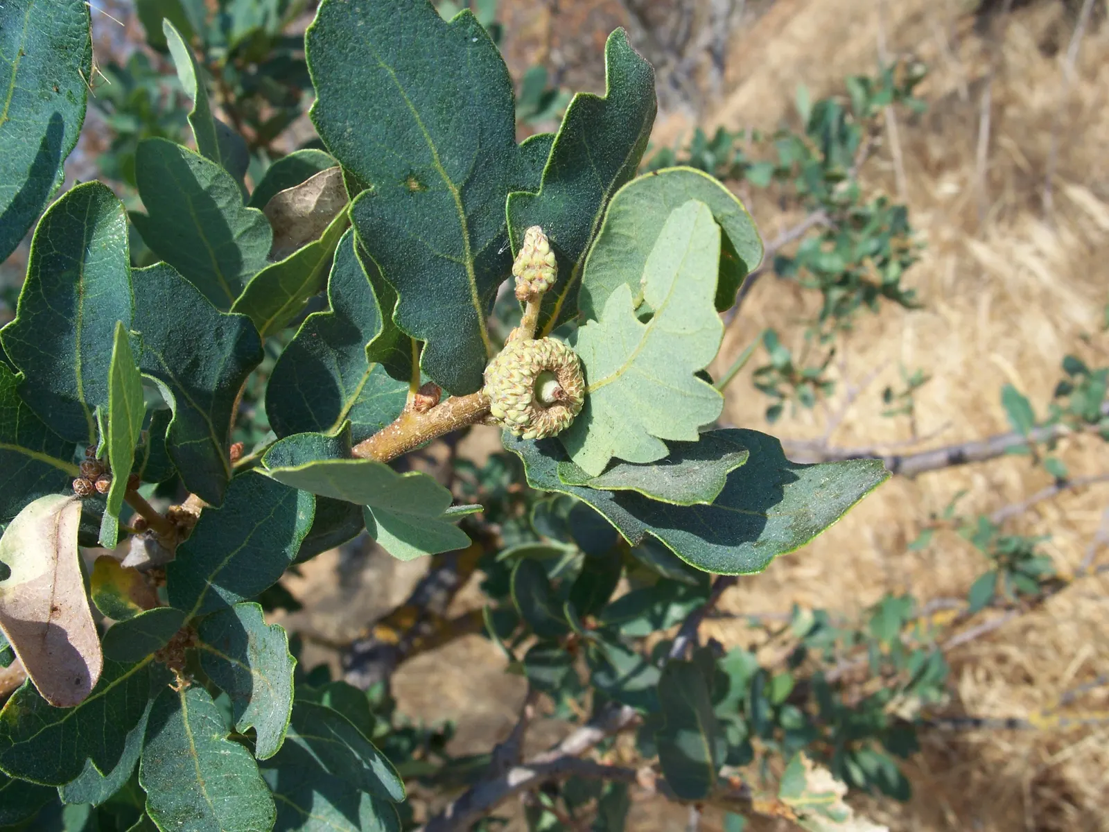Blue Oak (Quercus Douglasii) — low-maintenance tree with seasonal interest