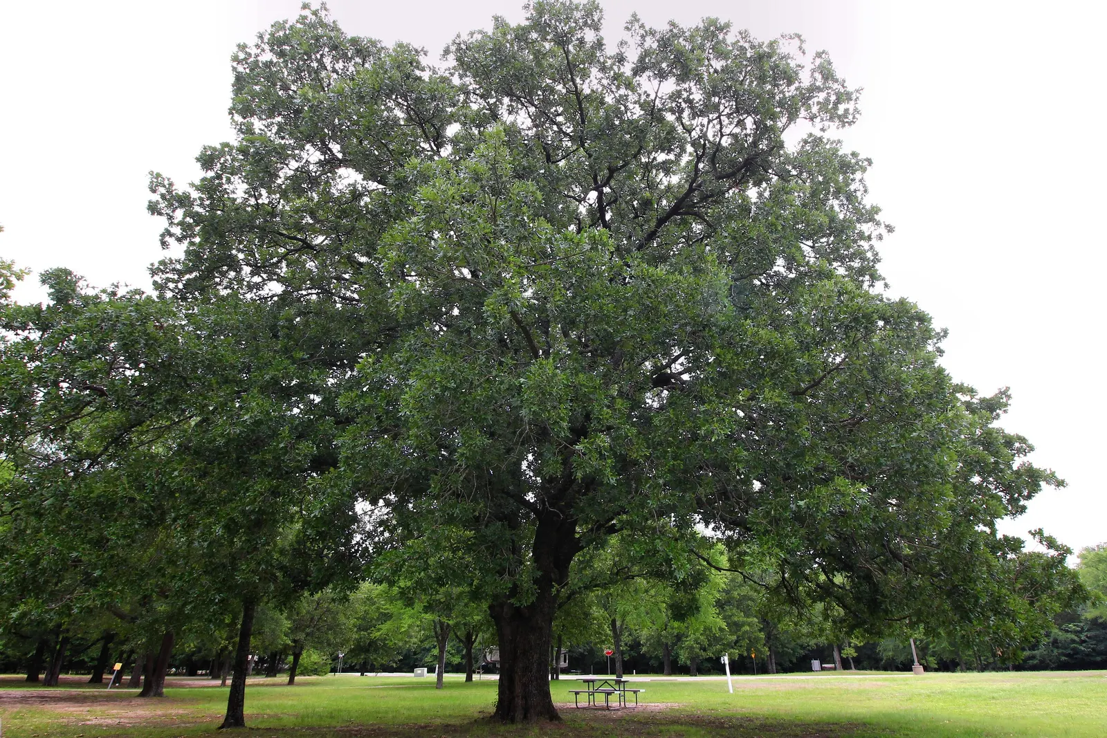 Blue Oak (Quercus Douglasii) — offering an attractive contrast to its blue-green leaves.<br><br>As a landscape architect; this deciduous oak is native to