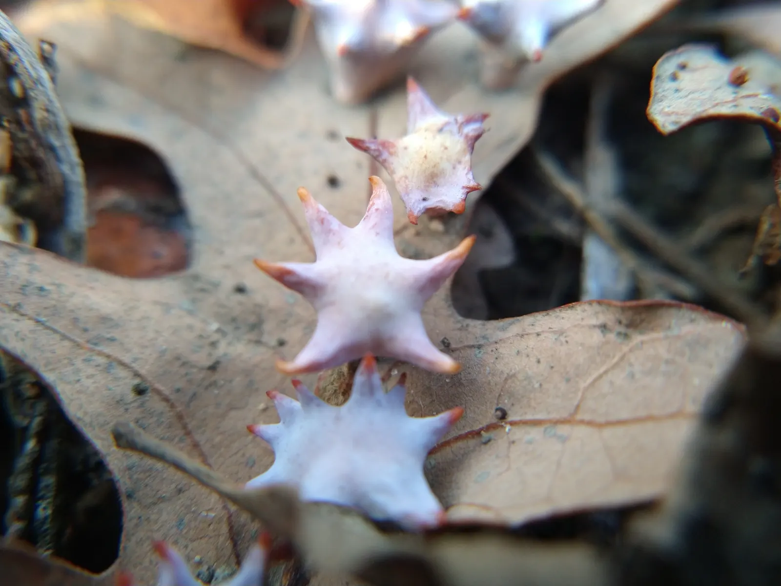 Blue Oak (Quercus Douglasii) — commonly known as the Blue Oak