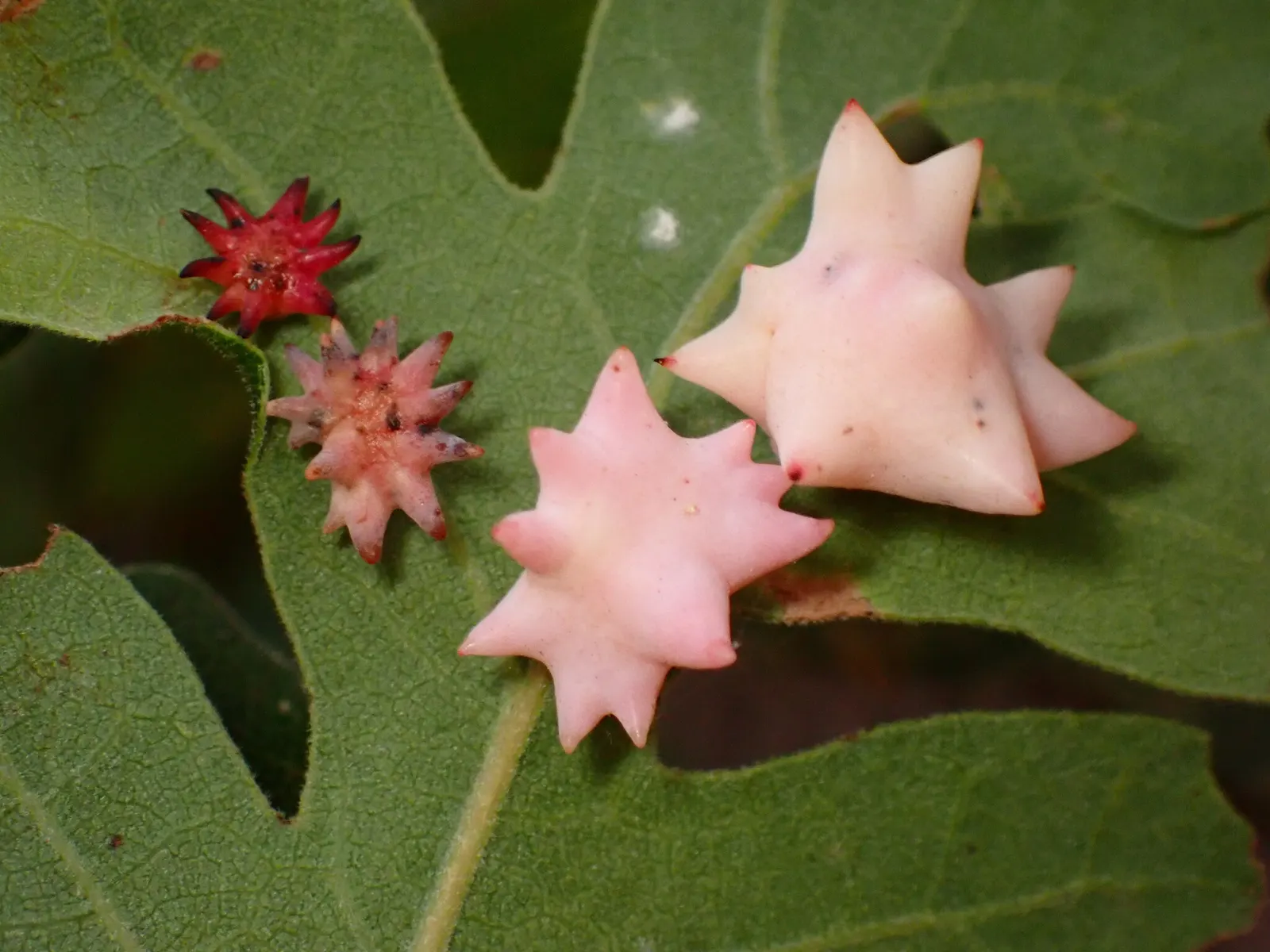 Blue Oak (Quercus Douglasii) — This deciduous oak is native to California and known for its adaptability and striking appearance