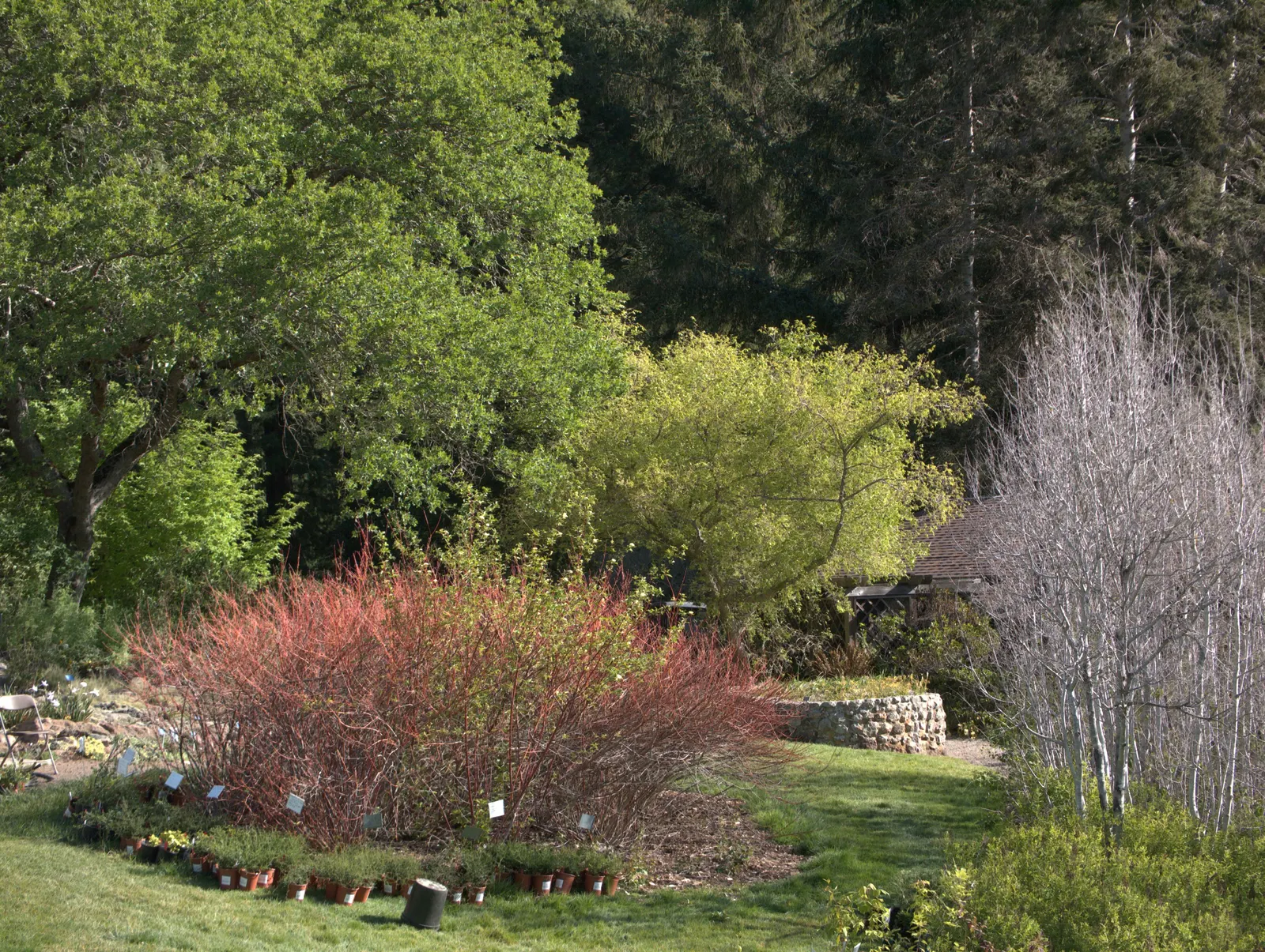 Blue Oak (Quercus Douglasii) — the Blue Oak is an excellent choice that offers both beauty and resilience; the bark of this tree is a light gray