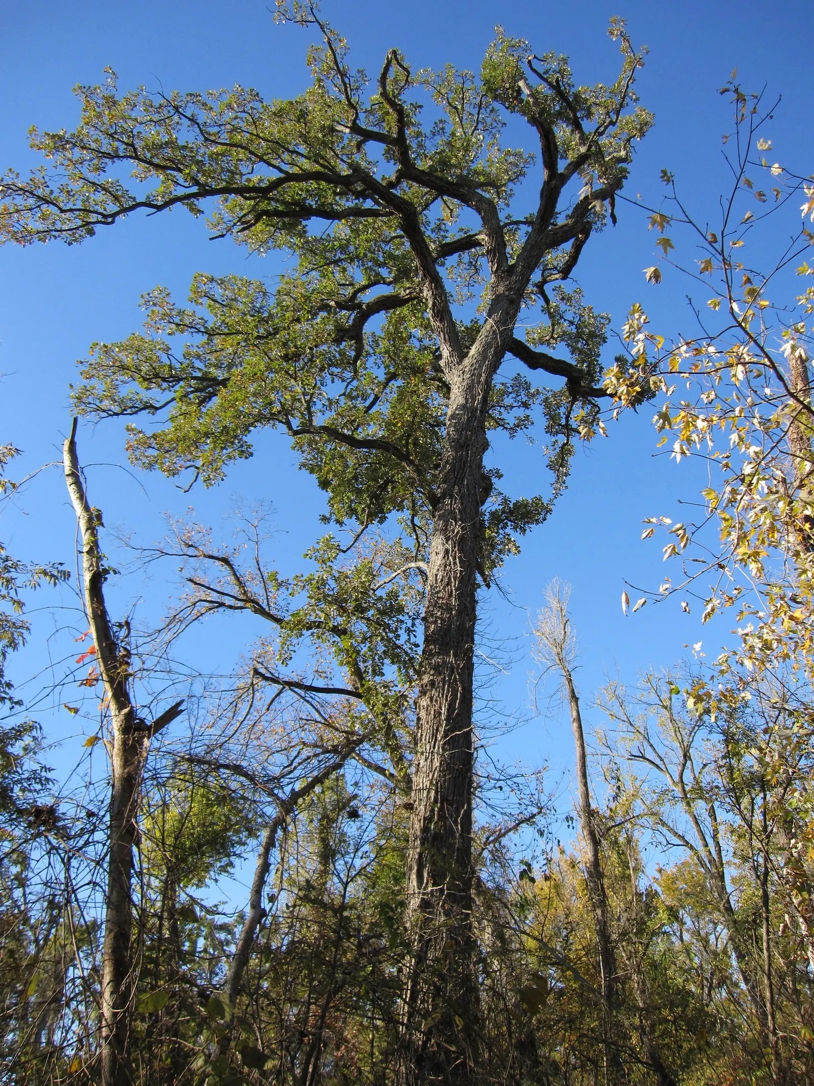Blue Oak (Quercus Douglasii) — low-maintenance tree with seasonal interest; is a distinctive and valuable addition to any landscape design that suits its