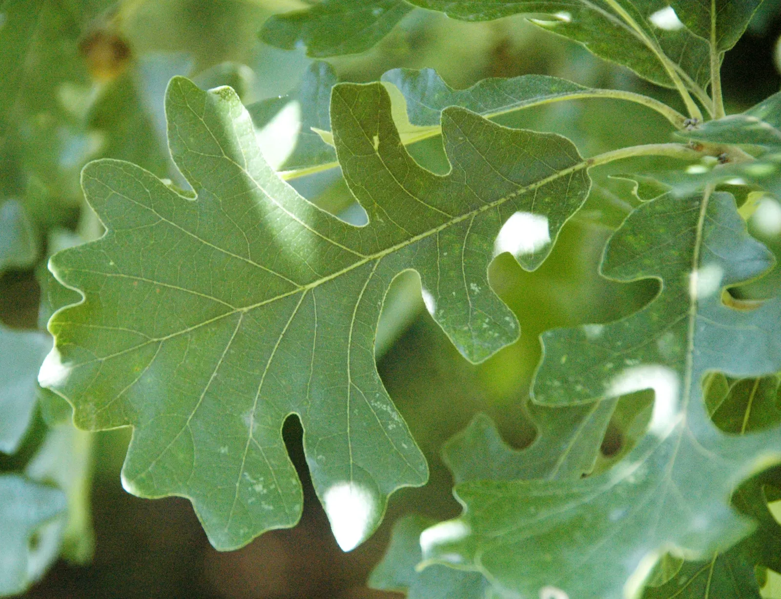 Blue Oak (Quercus Douglasii) — the Blue Oak gets its name from the bluish tinge of its leathery