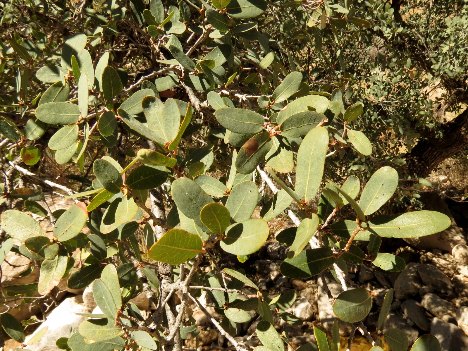 Blue Oak (Quercus Douglasii) — deeply lobed leaves which are usually about 1-2.5 inches long, image 38