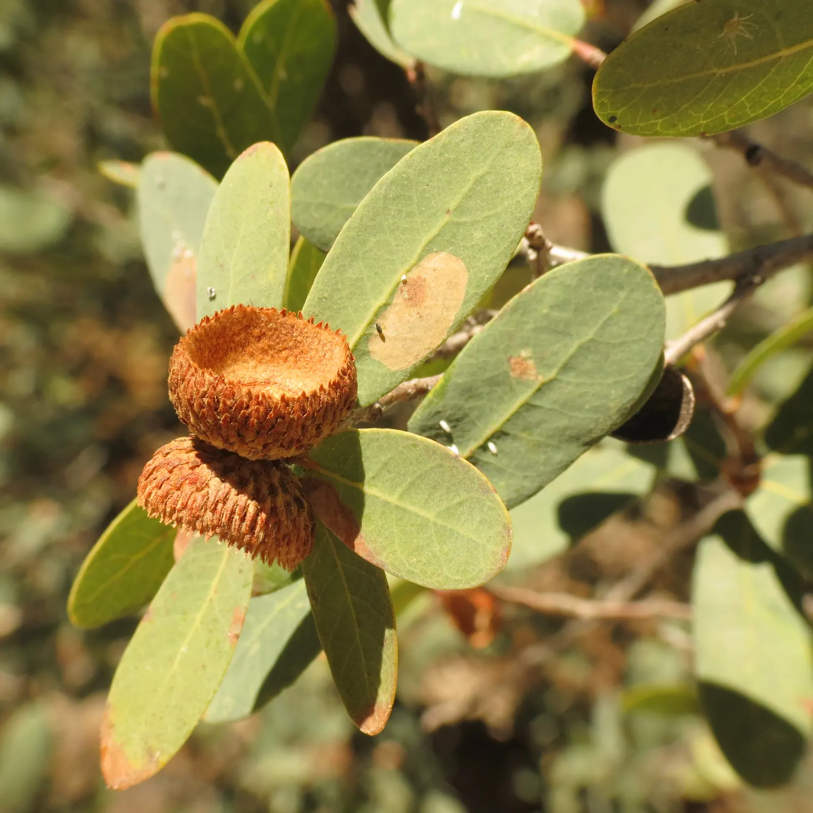 Blue Oak (Quercus Douglasii) — During the fall, the foliage transitions to a golden-yellow, providing a vivid seasonal display; allow plenty of room for growth