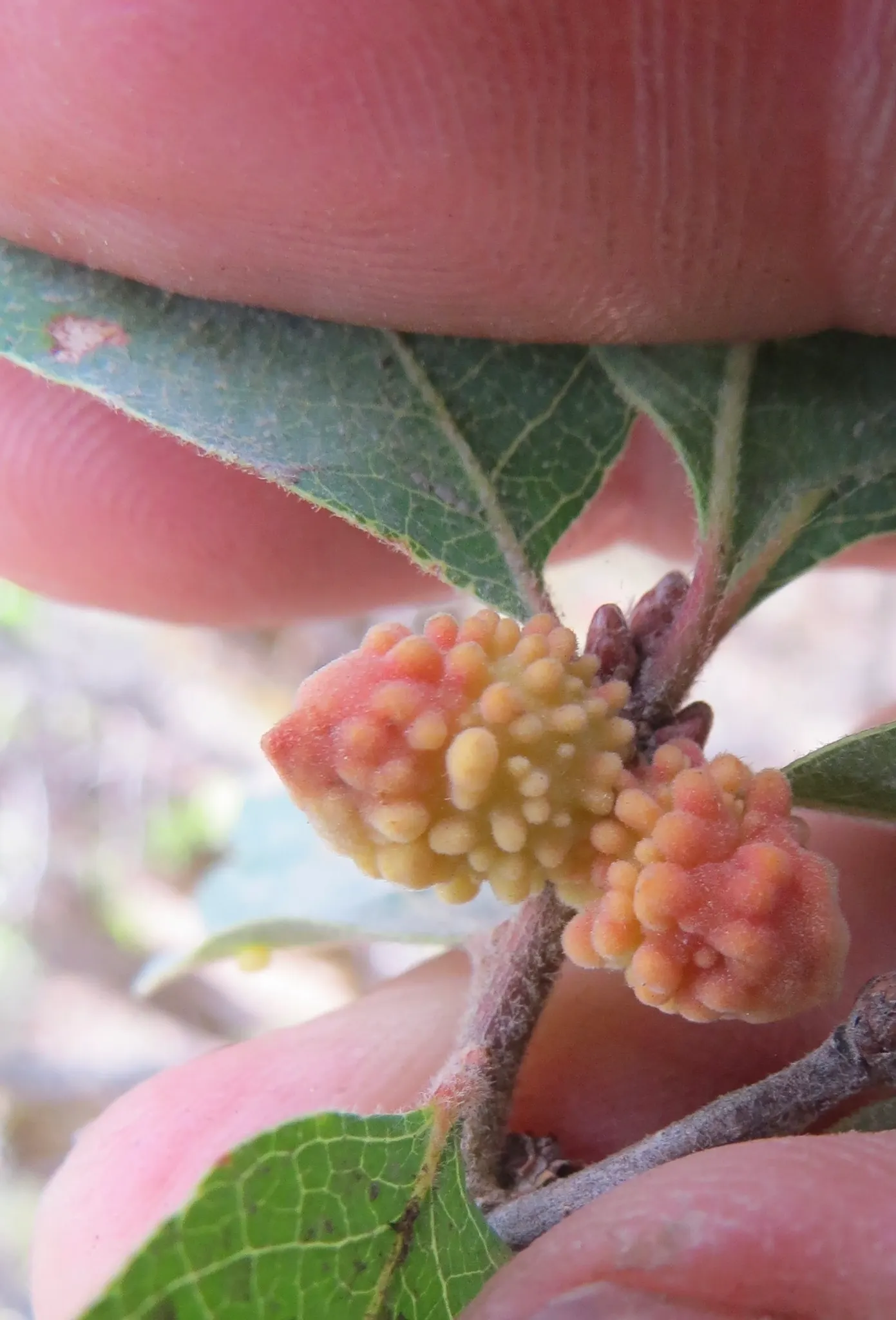Blue Oak (Quercus Douglasii) — tree for full; can contribute to the ecological value of the garden.<br><br>For a client looking to introduce a robust