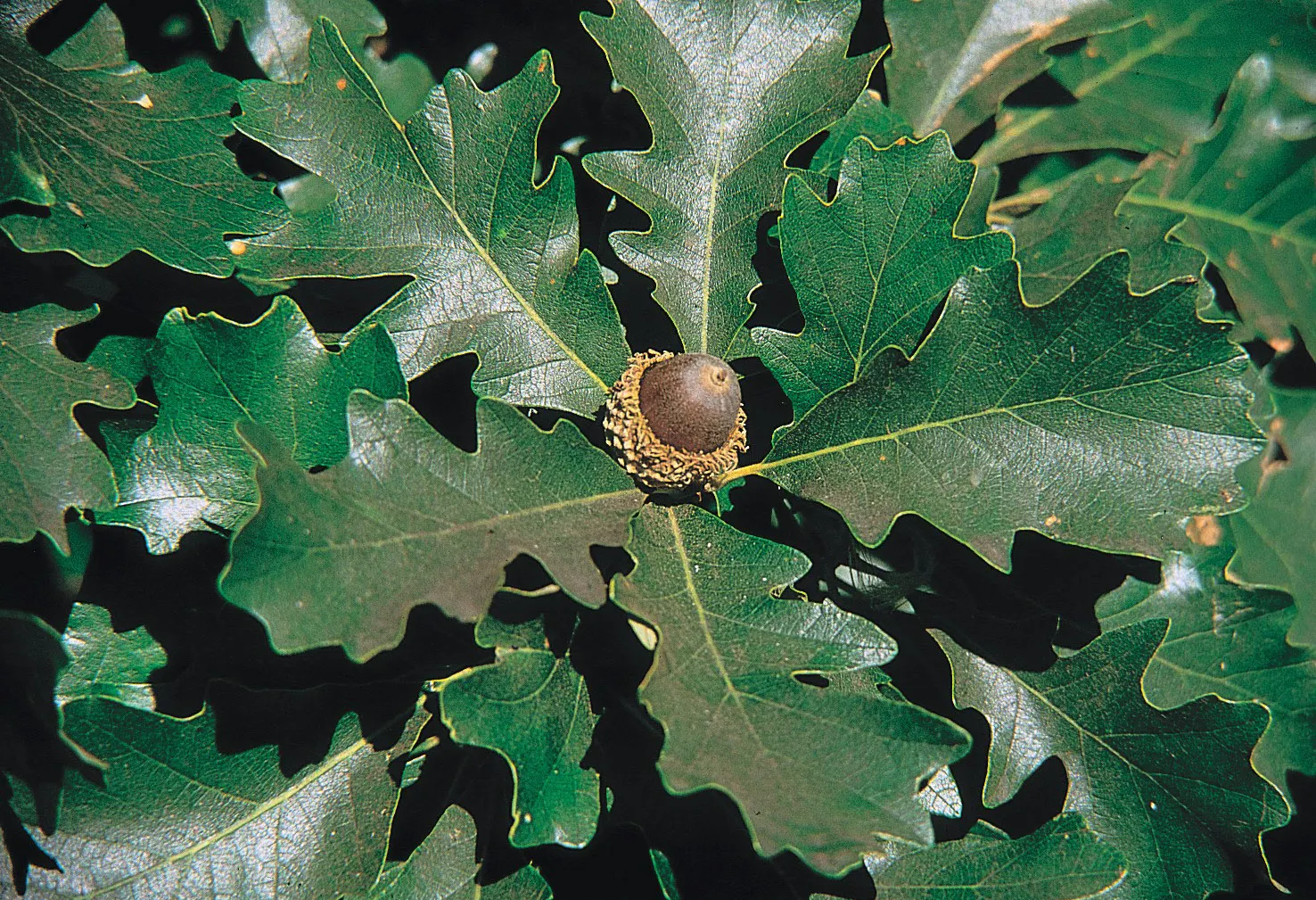 Blue Oak (Quercus Douglasii) — which provide food for local wildlife; reducing the necessity for frequent irrigation.<br><br>When incorporating this tree into