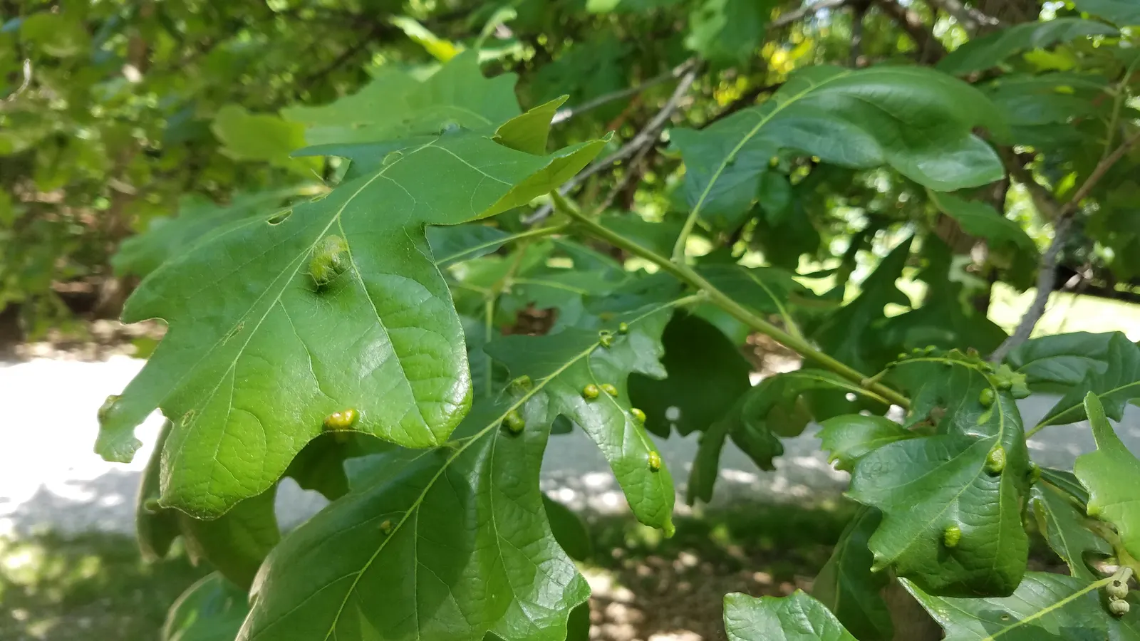Blue Oak (Quercus Douglasii) — deeply lobed leaves which are usually about 1-2.5 inches long