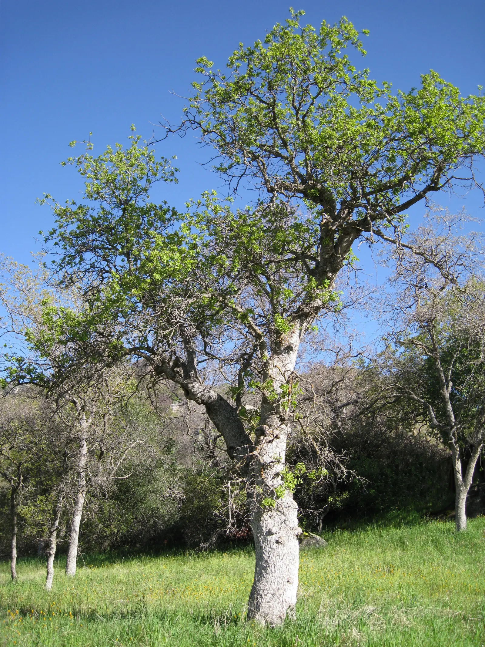 Blue Oak (Quercus Douglasii) — it's important to recognize that the Quercus douglasii thrives in full sun and can withstand hot