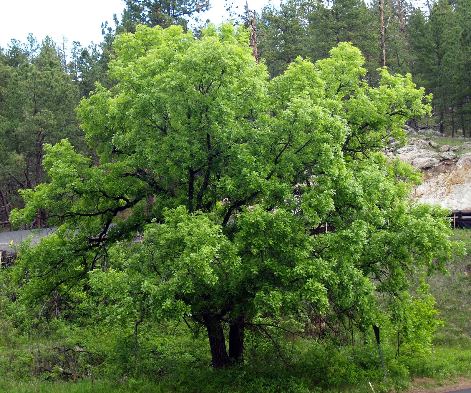 Blue Oak (Quercus Douglasii) — The bark of this tree is a light gray