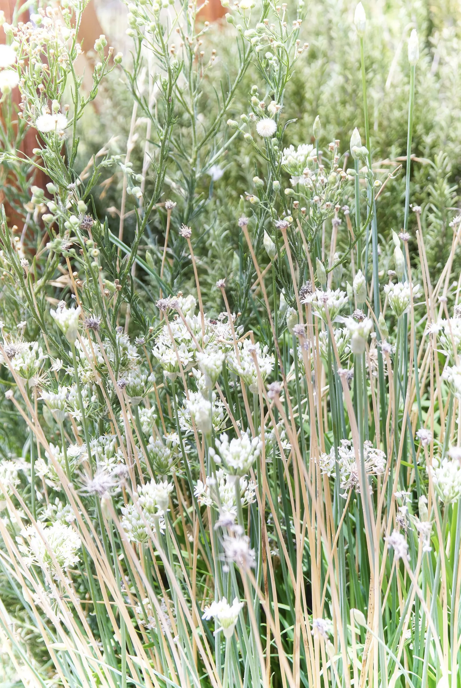 Society Garlic (Tulbaghia Violacea 'Alba') — star-shaped white blooms and slender