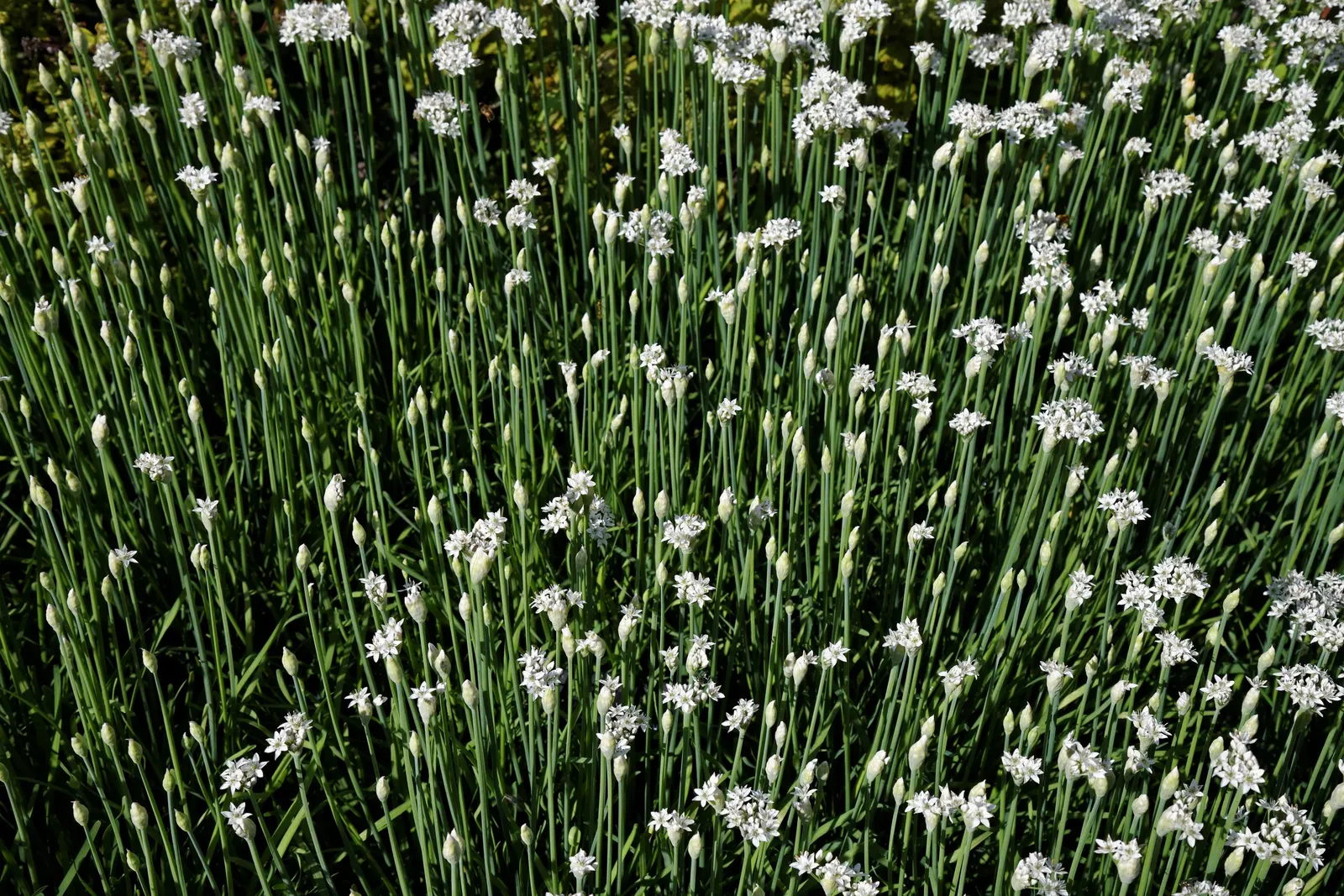 Society Garlic (Tulbaghia Violacea 'Alba') — This variant reaches up to 2 feet tall and 1 foot wide, exuding a light garlic scent when bruised