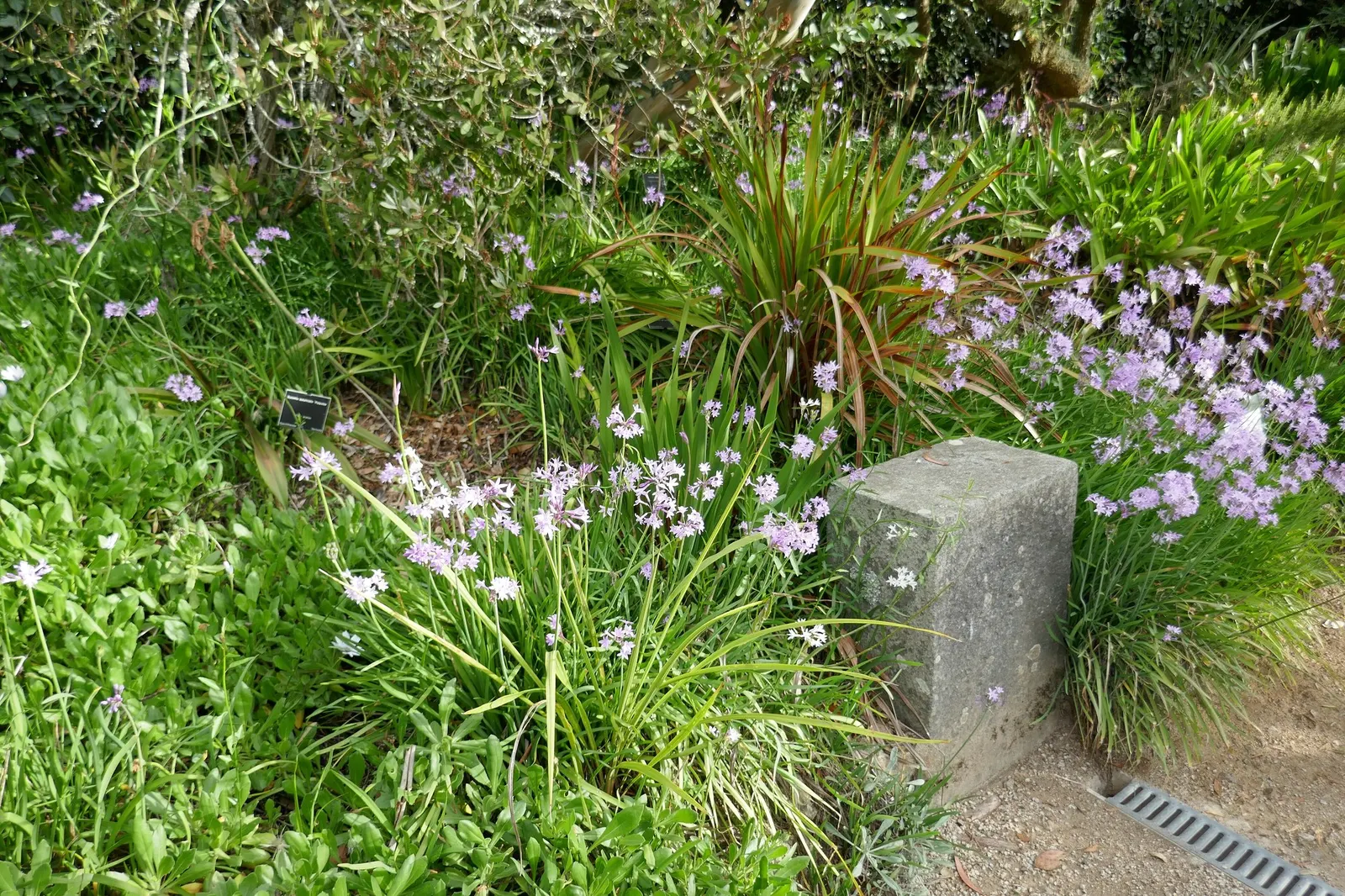 Society Garlic (Tulbaghia Violacea 'Alba') — this plant is also edible - with a milder flavor than traditional garlic - and can be used in culinary dishes