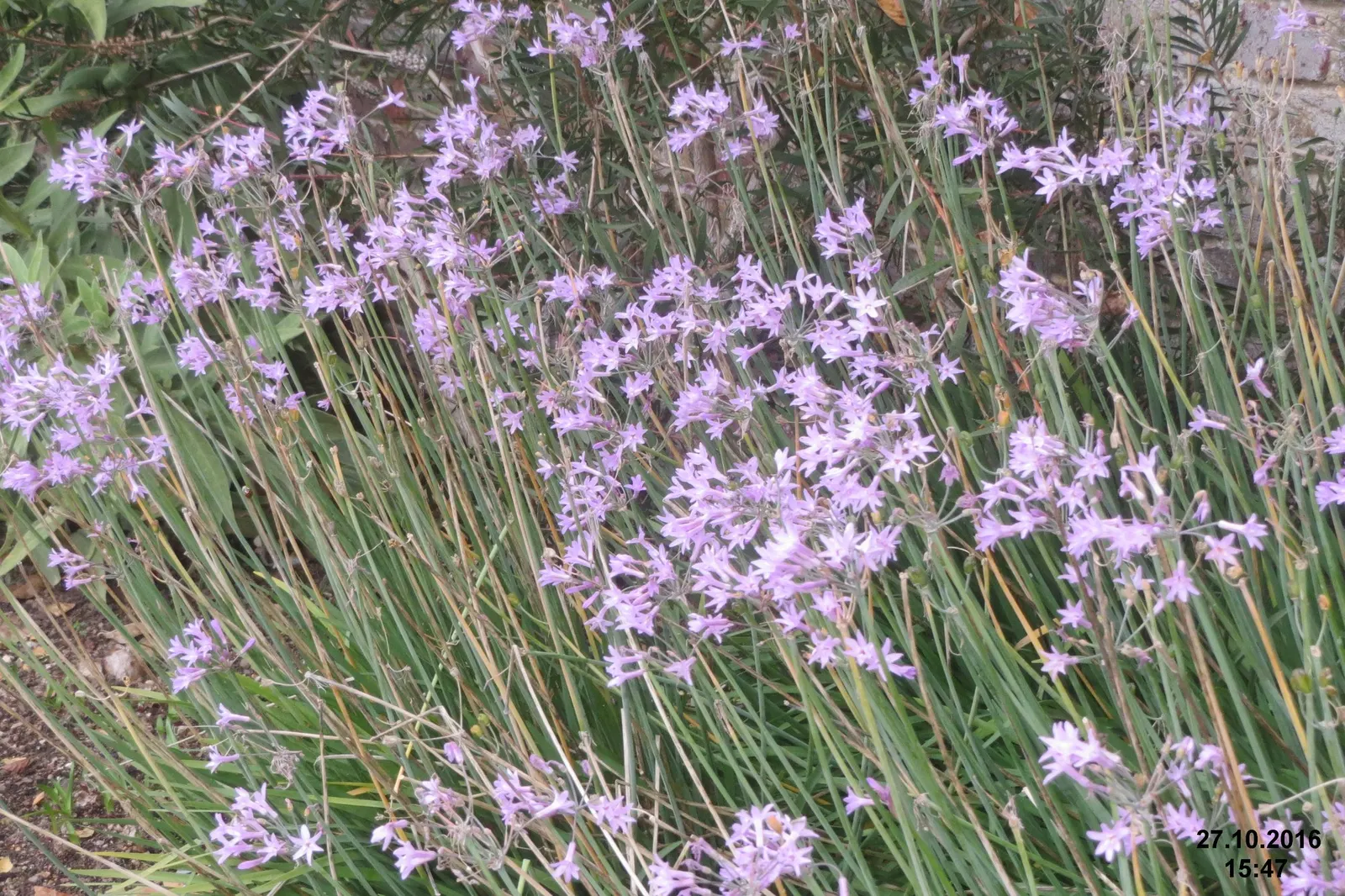 Society Garlic (Tulbaghia Violacea 'Alba') — the flowers are borne atop slender