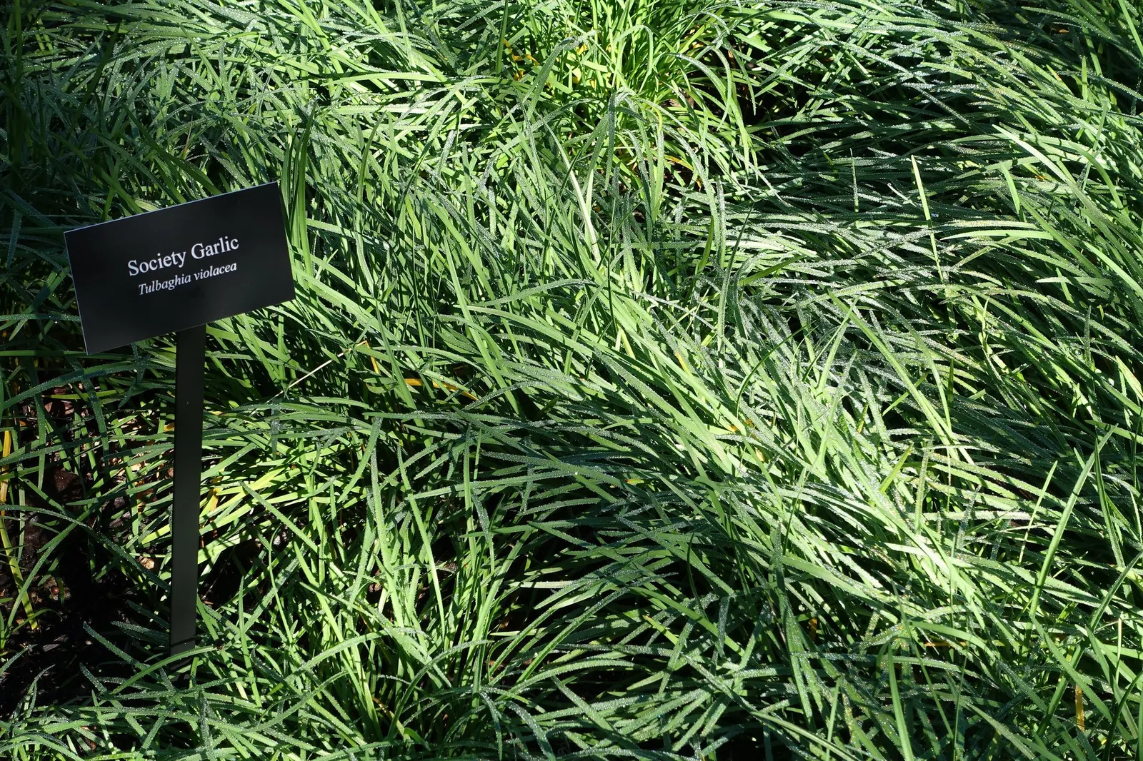 Society Garlic (Tulbaghia Violacea 'Alba') — Ideal for borders and fragrant gardens