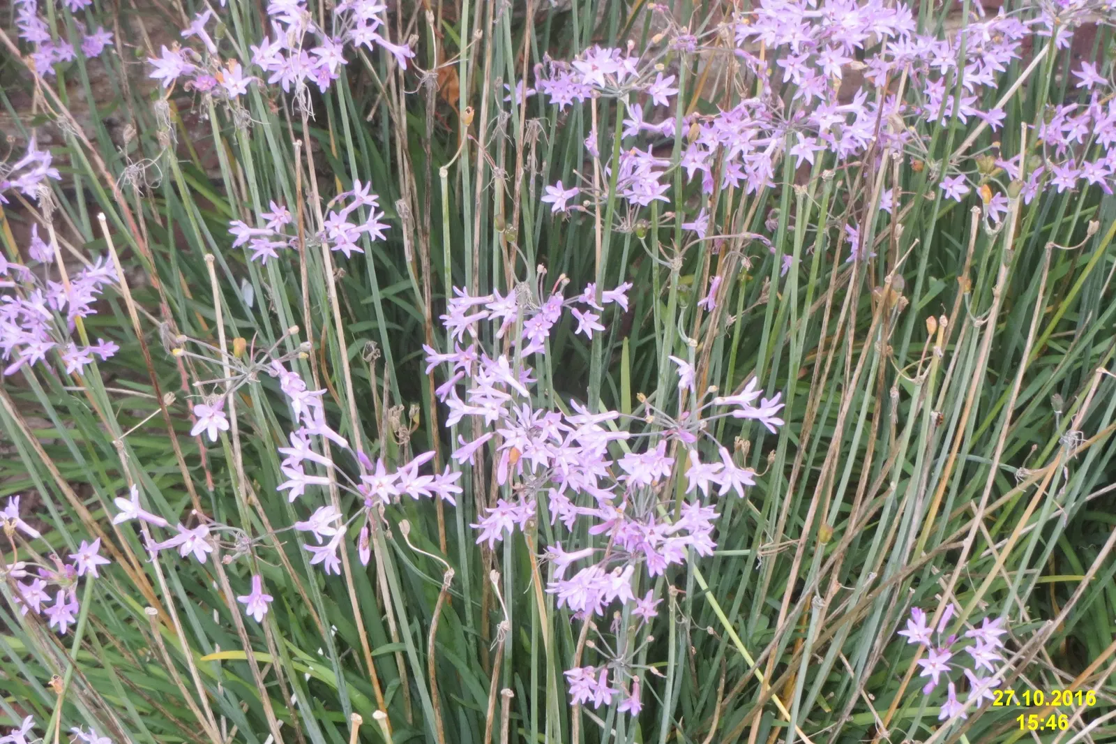 Society Garlic (Tulbaghia Violacea 'Alba') — scientifically known as Tulbaghia violacea 'Alba'
