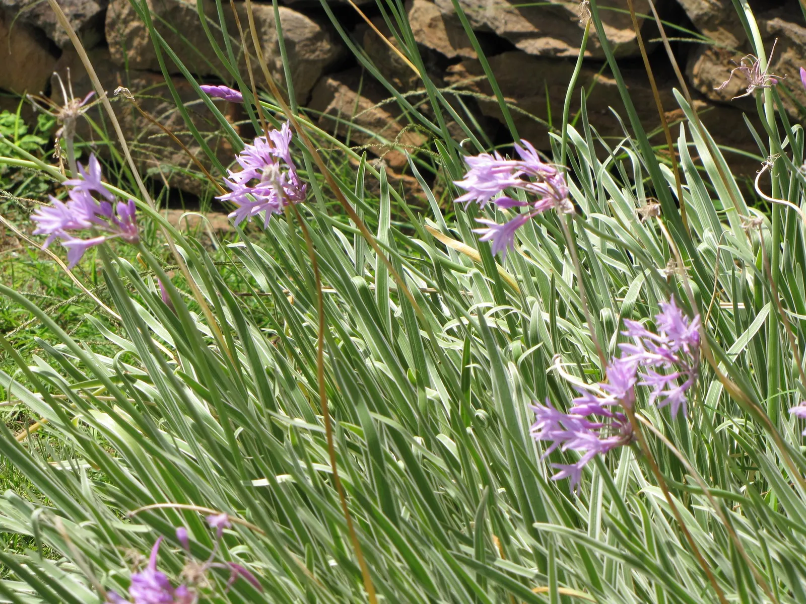Society Garlic (Tulbaghia Violacea 'Alba') — White Society Garlic prefers a sunny to partially shaded location with well-draining soil