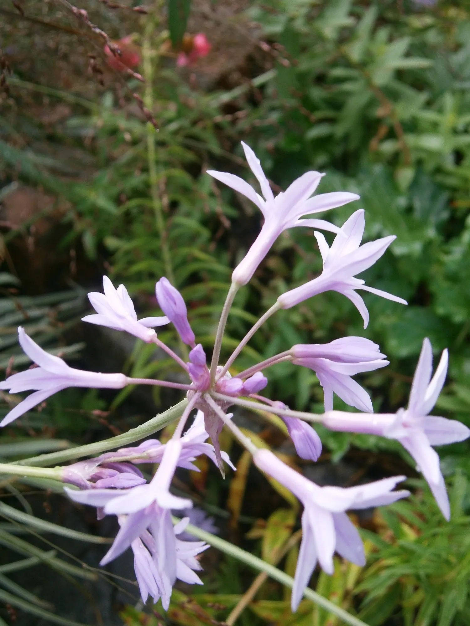 Society Garlic (Tulbaghia Violacea 'Alba') — bearing delicate star-shaped white blossoms