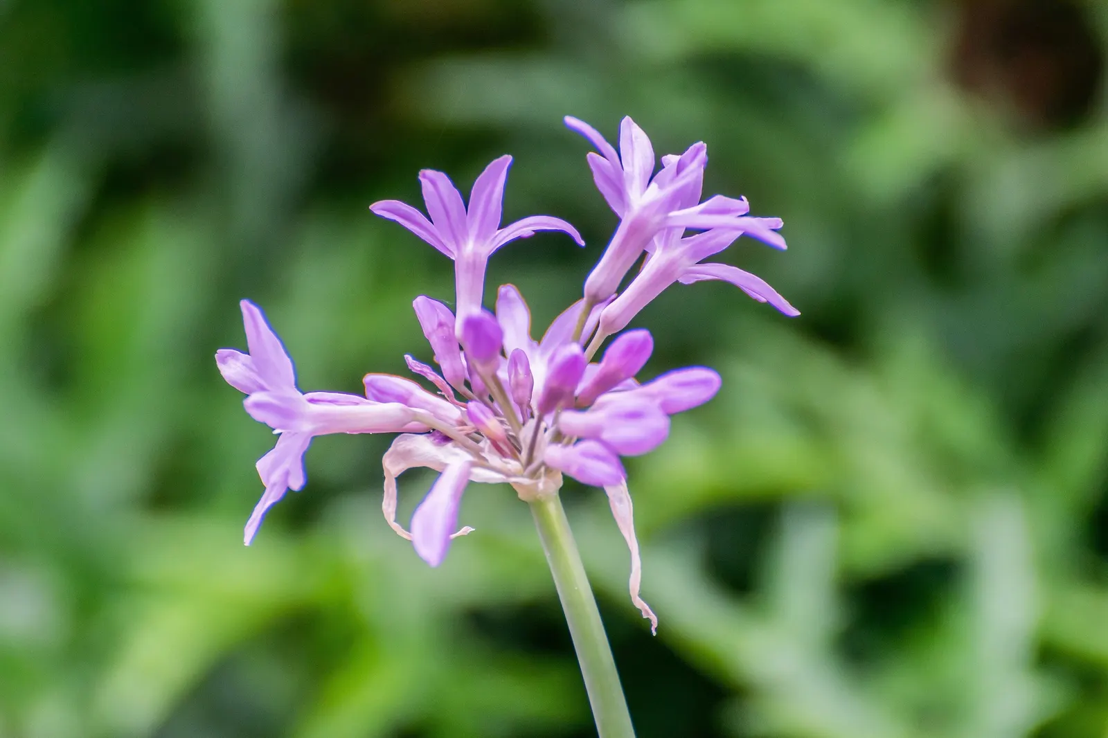 Society Garlic (Tulbaghia Violacea 'Alba') — making it a practical component in a sustainable garden design