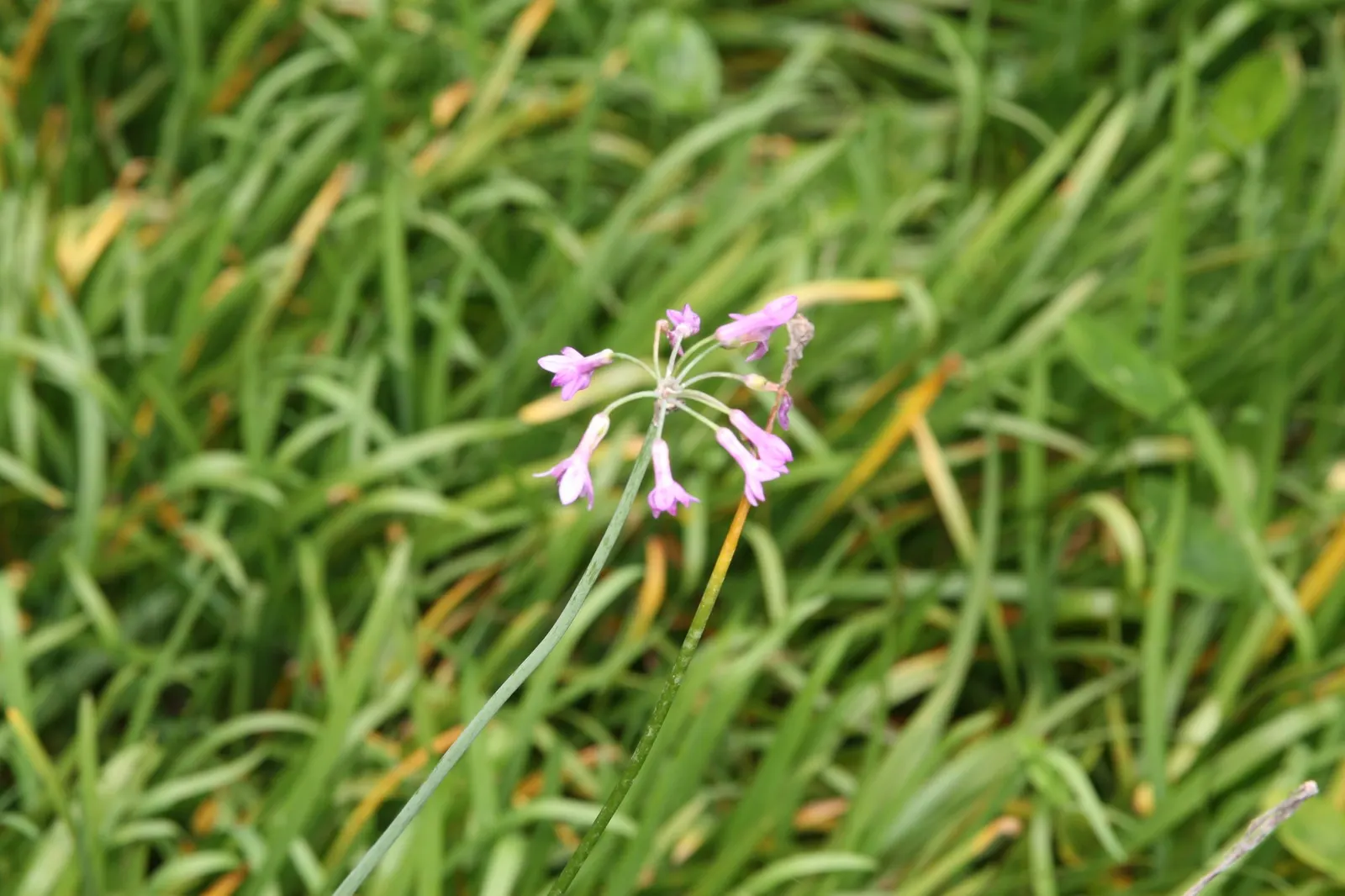 Society Garlic (Tulbaghia Violacea 'Alba') — It thrives in full sun to partial shade and prefers well-drained soil