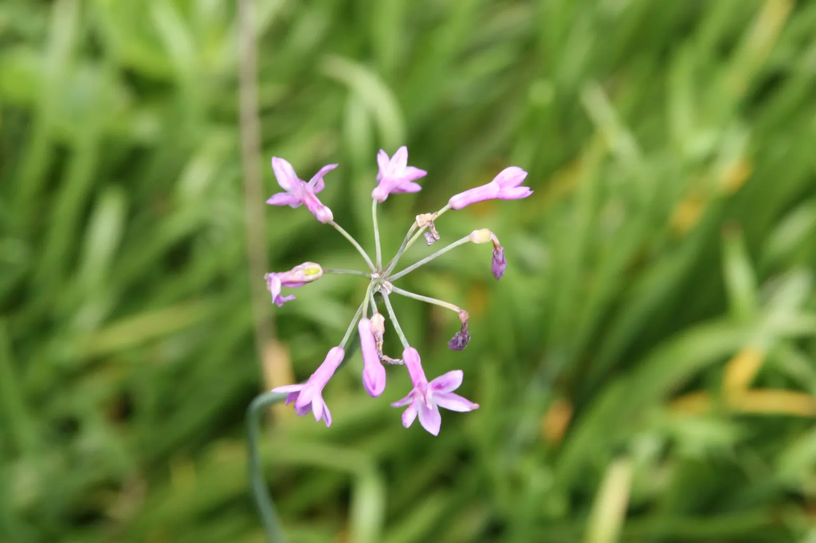 Society Garlic (Tulbaghia Violacea 'Alba') — Typically blooming from late spring through early fall