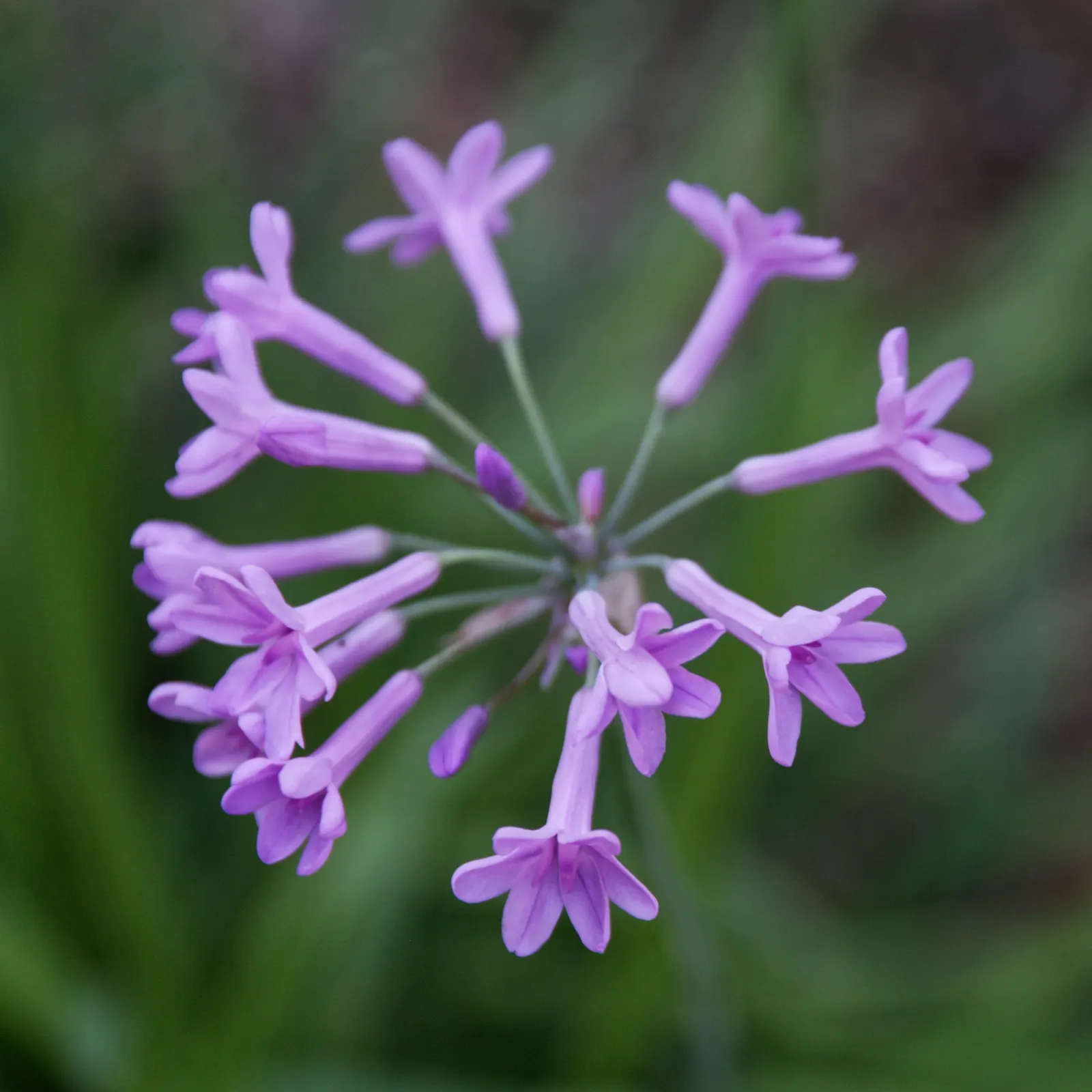 Society Garlic (Tulbaghia Violacea 'Alba') — this low-maintenance plant is drought resistant and blooms from summer to fall