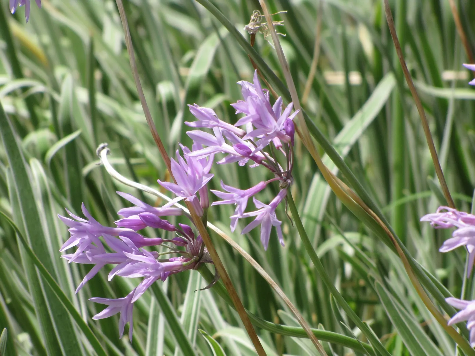 Society Garlic (Tulbaghia Violacea 'Alba') — with a strap-like appearance.<br><br>Hardy in USDA Zones 7-10