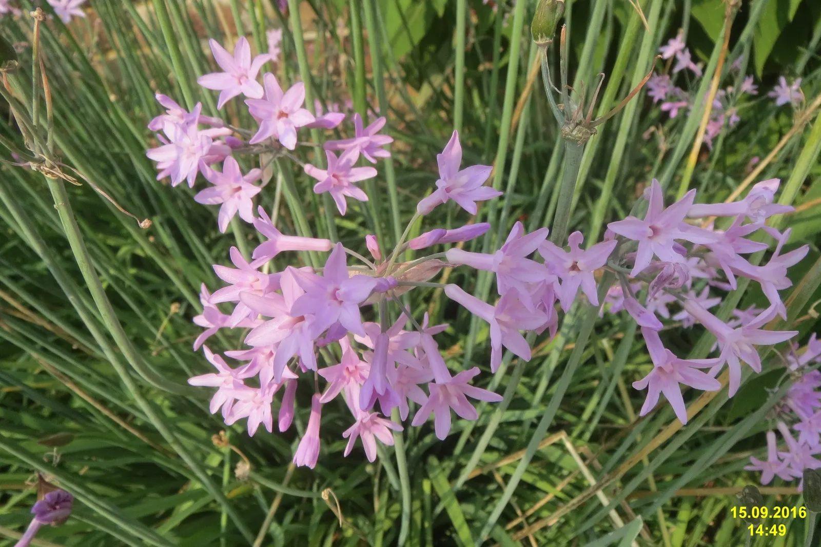 Society Garlic (Tulbaghia Violacea 'Alba') — is an ornamental perennial that offers a unique blend of aesthetics and utility in a garden setting