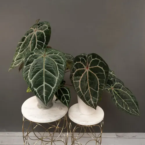 Premier™ (Anthurium hybrid) — is an upright tropical houseplant with velvet-textured leaves in shifting tones of red