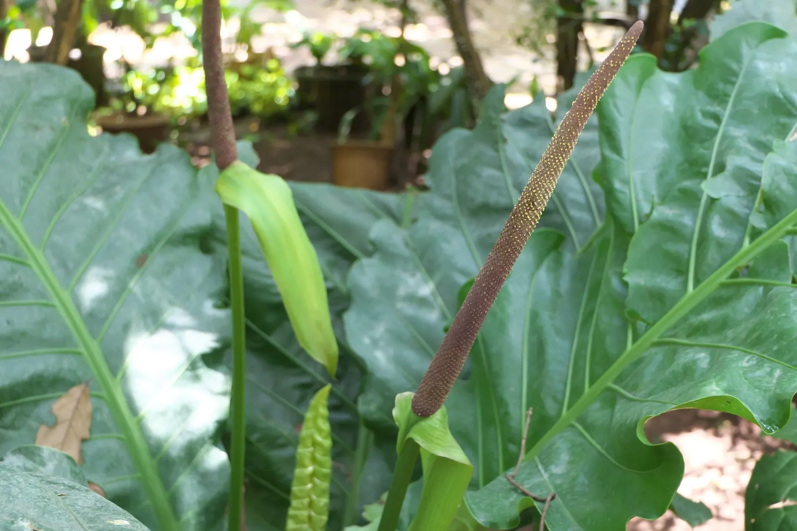 Premier™ (Anthurium hybrid) — though it can tolerate medium light with slower