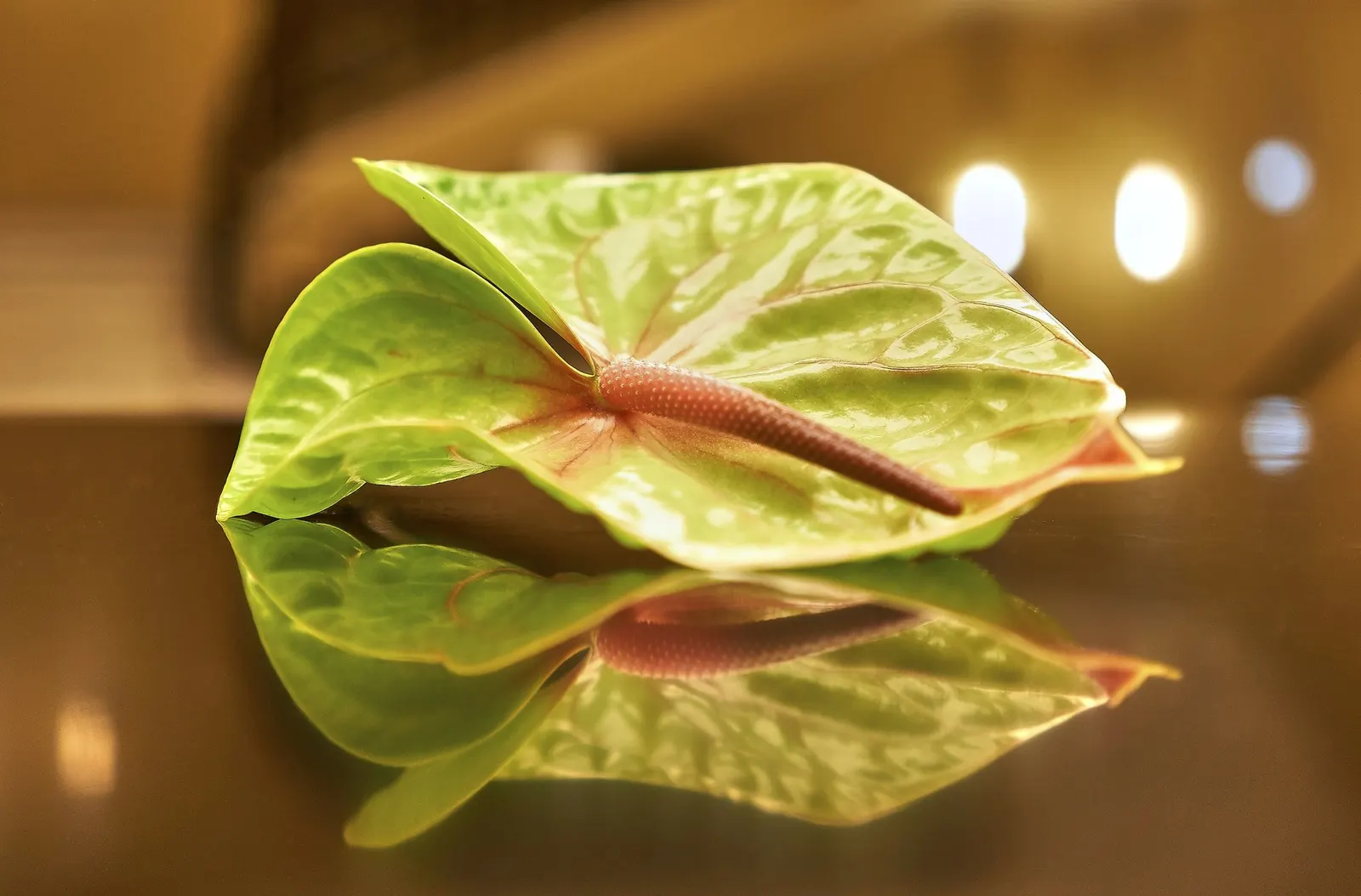 Premier™ (Anthurium hybrid) — or curated indoor grouping