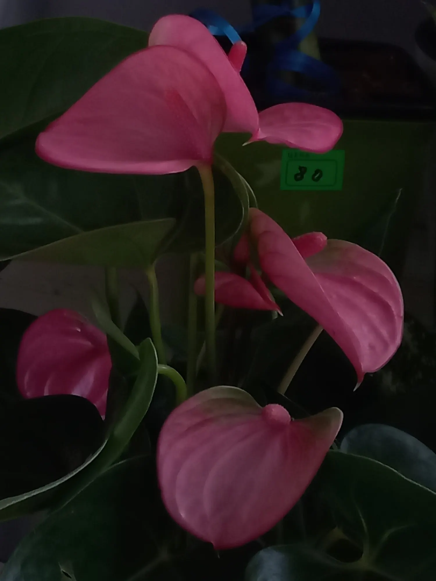 Premier™ (Anthurium hybrid) — Keep temperatures between 60 and 85°F and provide elevated humidity whenever possible; a humid room