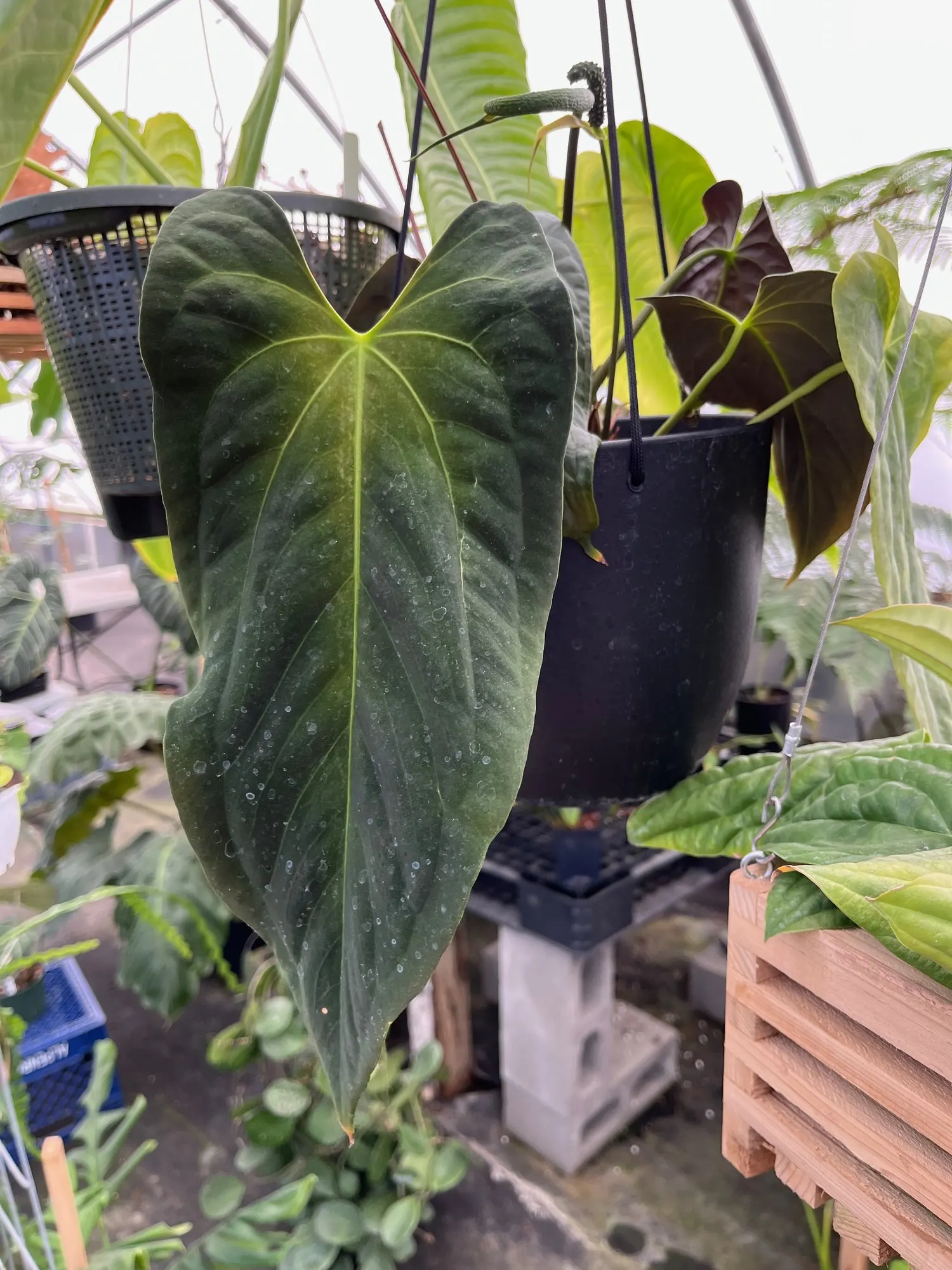 Premier™ (Anthurium hybrid) — making it substantial enough to serve as a focal point without overwhelming a tabletop