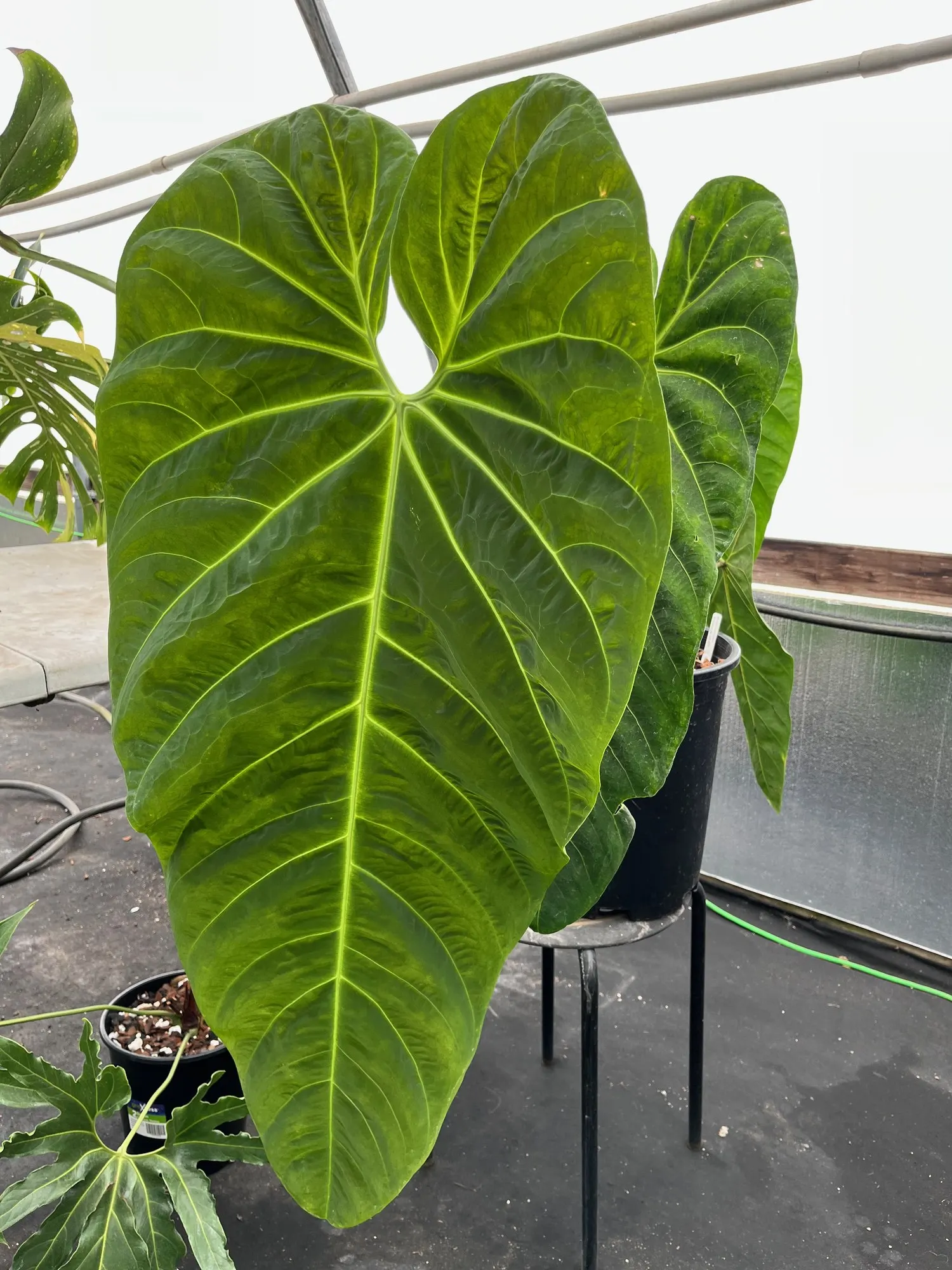 Premier™ (Anthurium hybrid) — It reaches 12-24 inches tall and works beautifully as a tabletop focal point