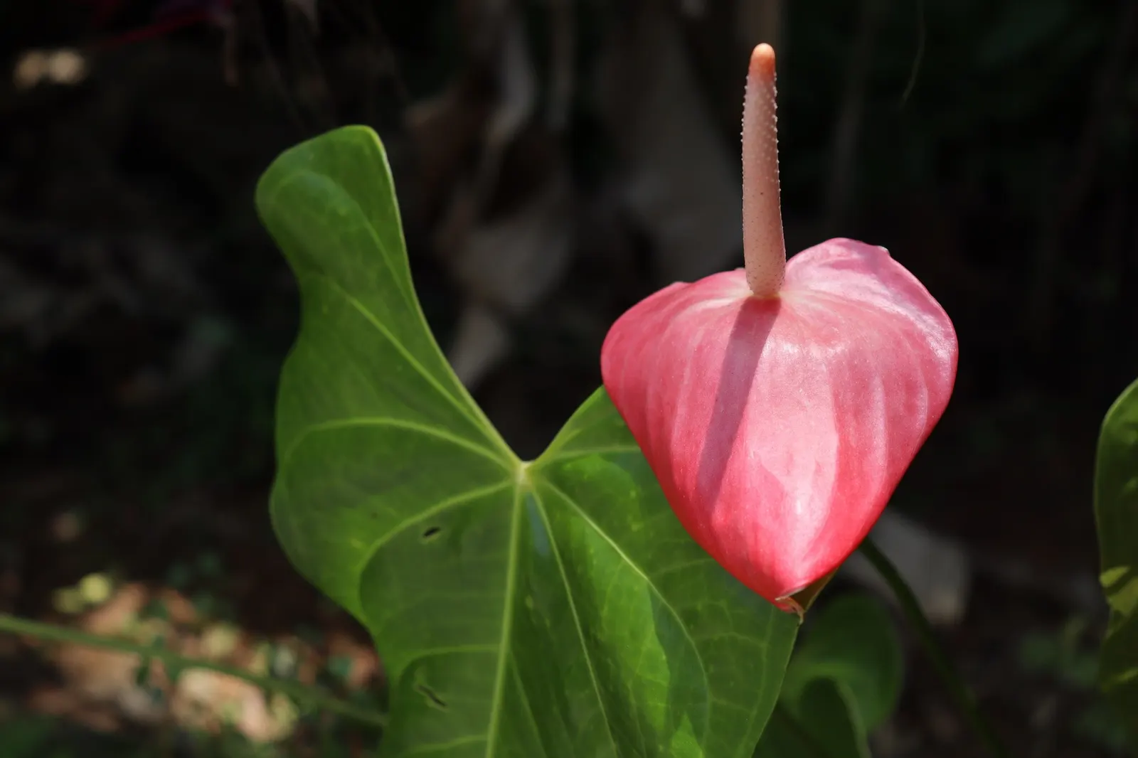 Premier™ (Anthurium hybrid) — commonly referred to as Premier™