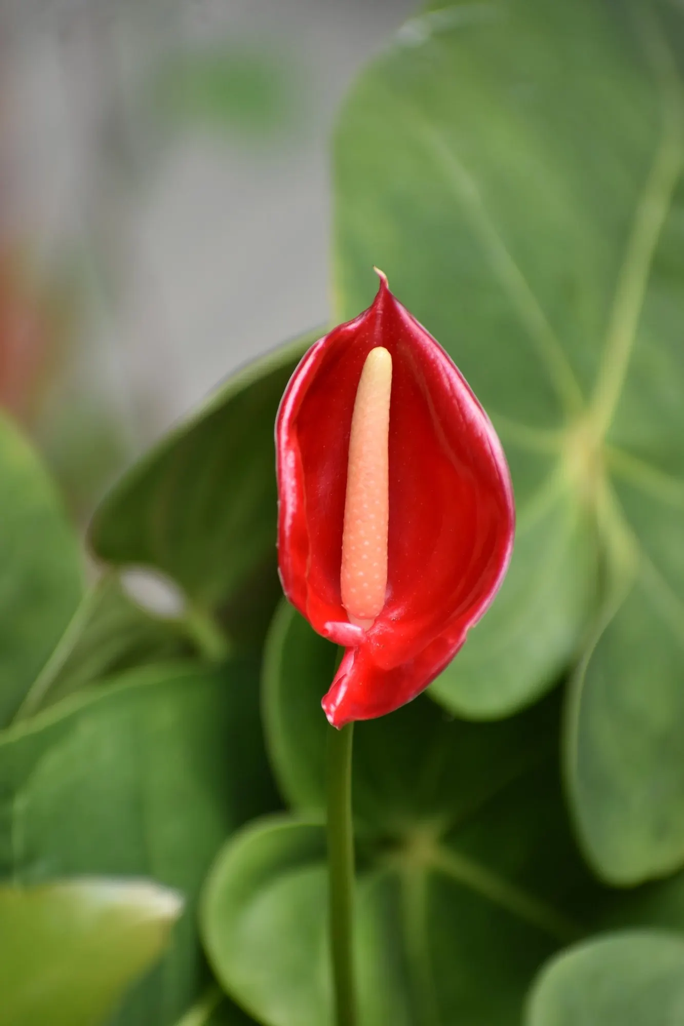 Premier™ (Anthurium hybrid) — Grow in medium to bright indirect light, high humidity, and a loose, well-drained mix kept evenly moist