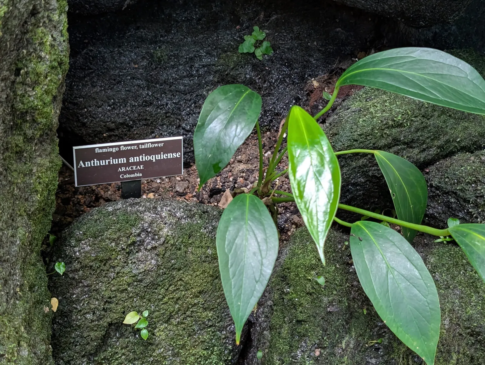 Premier™ (Anthurium hybrid) — it is best treated as a houseplant in most climates