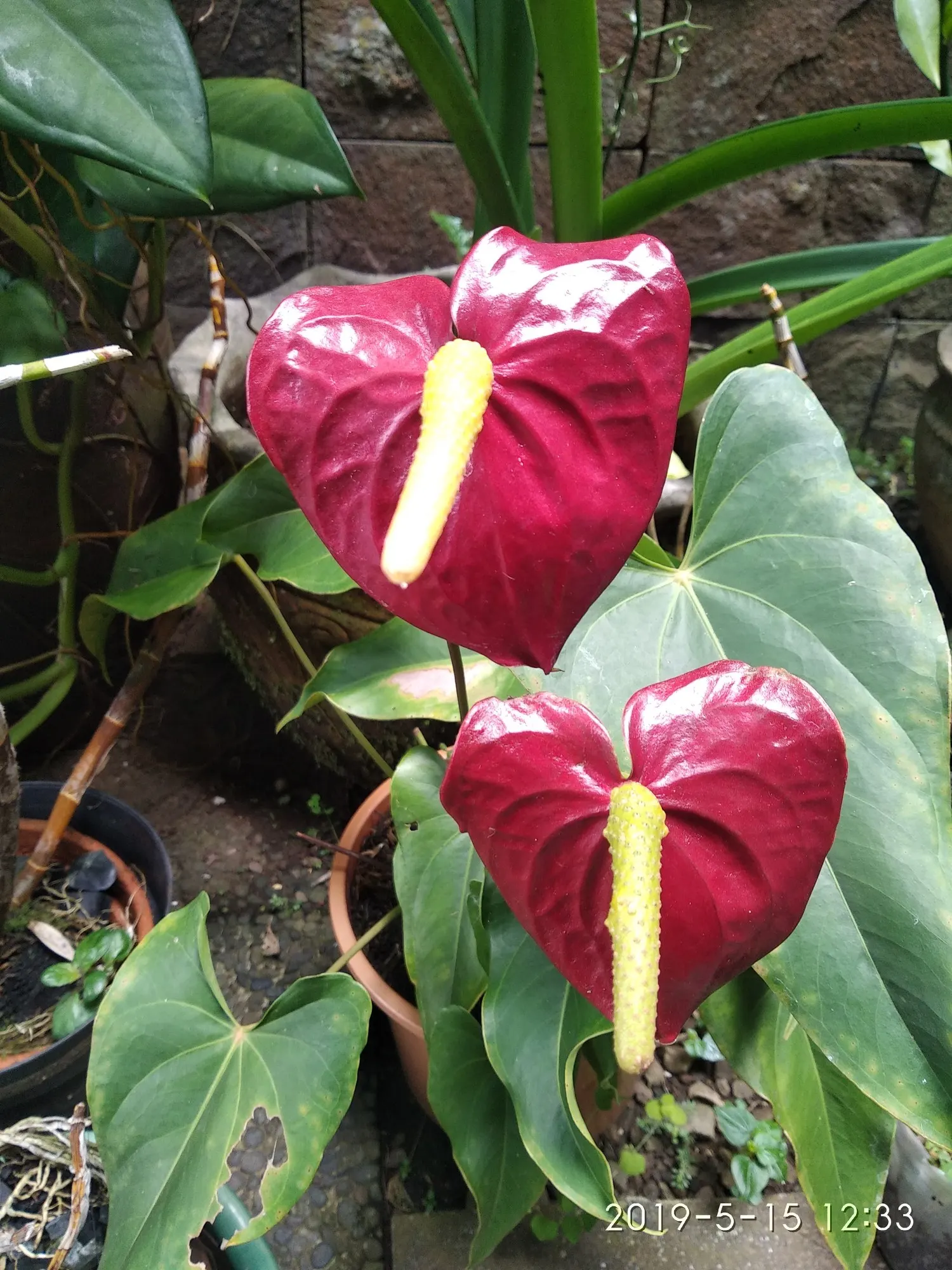 Premier™ (Anthurium hybrid) — Part of the Proven Winners® DocBlock® Premier™ collection