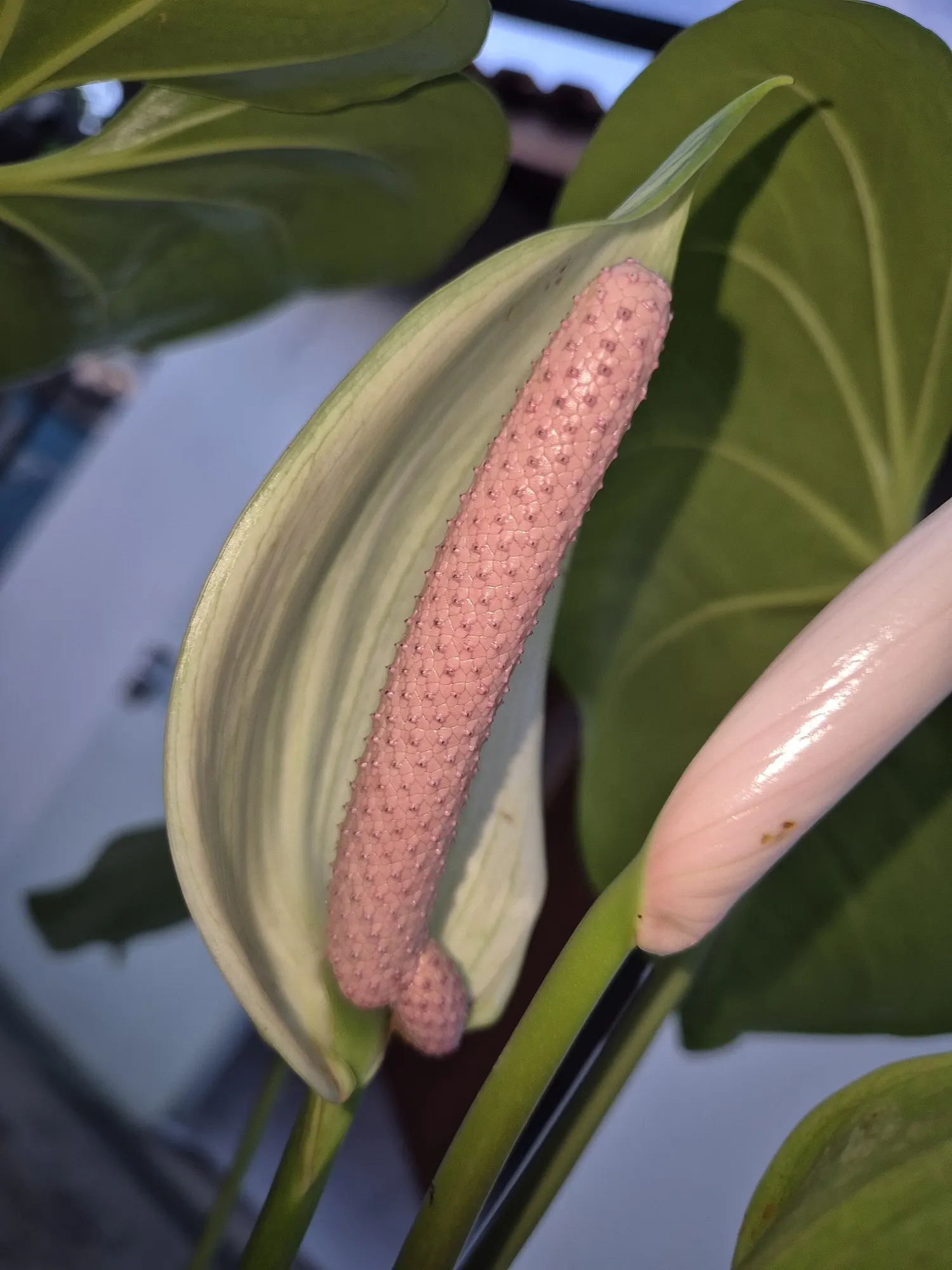 Premier™ (Anthurium hybrid) — offering leaves that may emerge in deep red