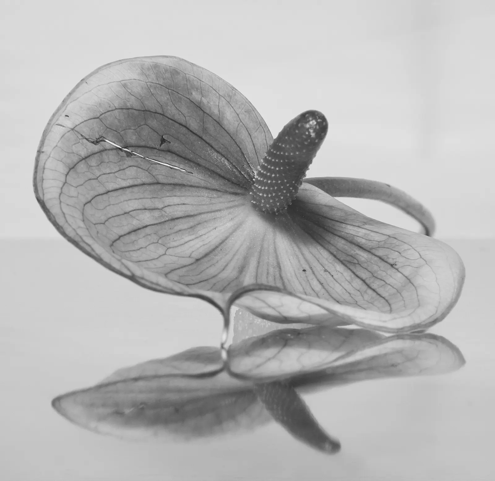 Premier™ (Anthurium hybrid) — or nearby humidifier will help maintain its lush character