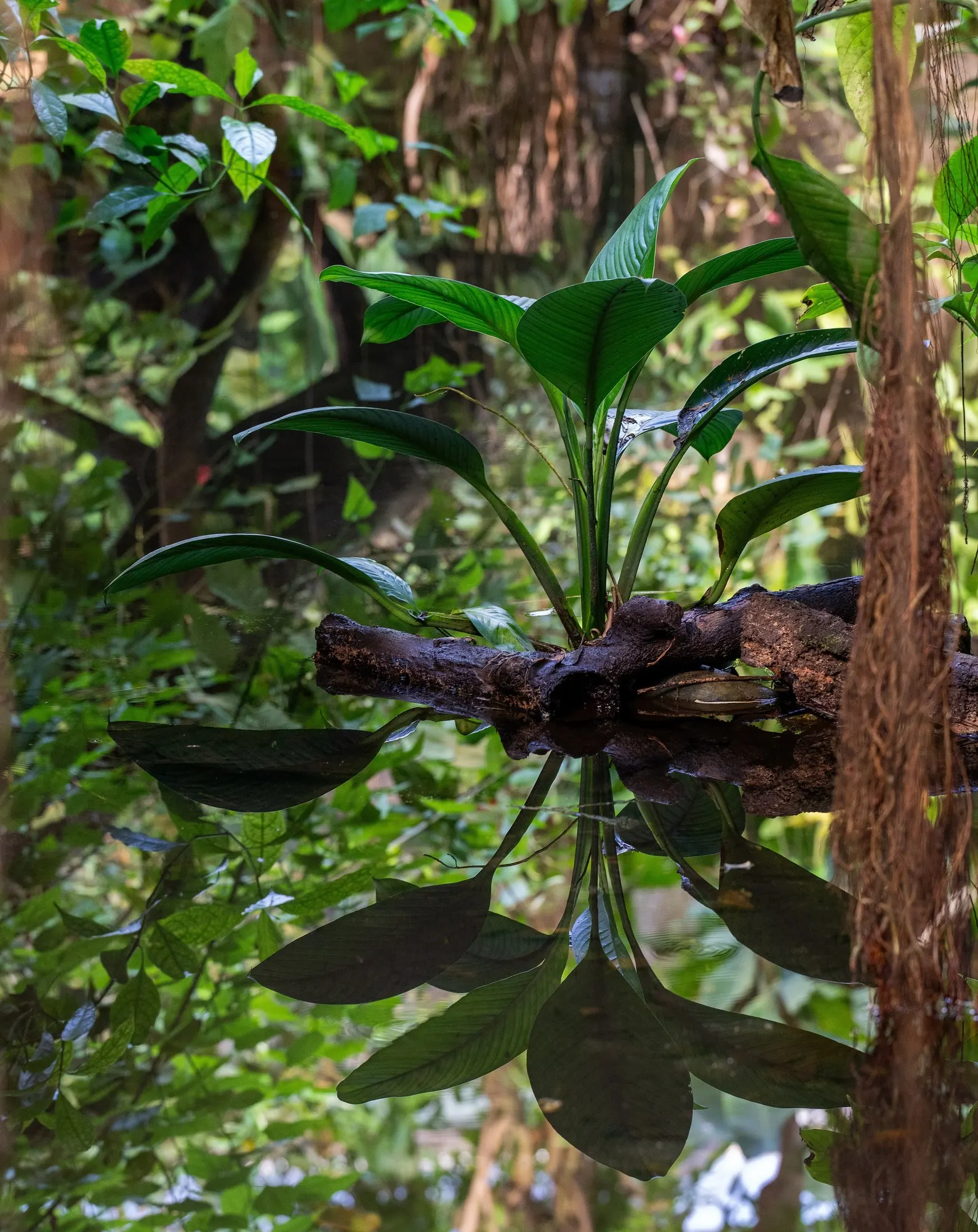 Premier™ (Anthurium hybrid) — often marked by pale silver