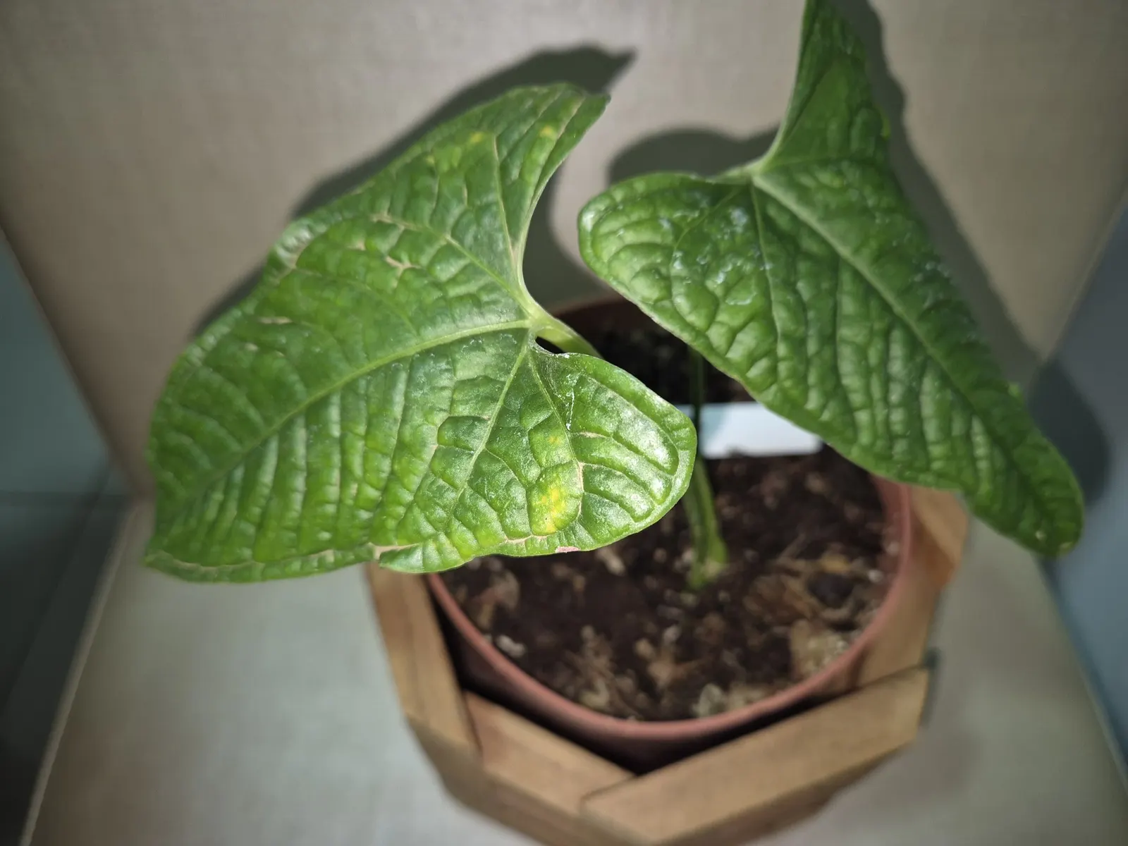 Premier™ (Anthurium hybrid) — Its upright habit gives the plant a sculptural presence