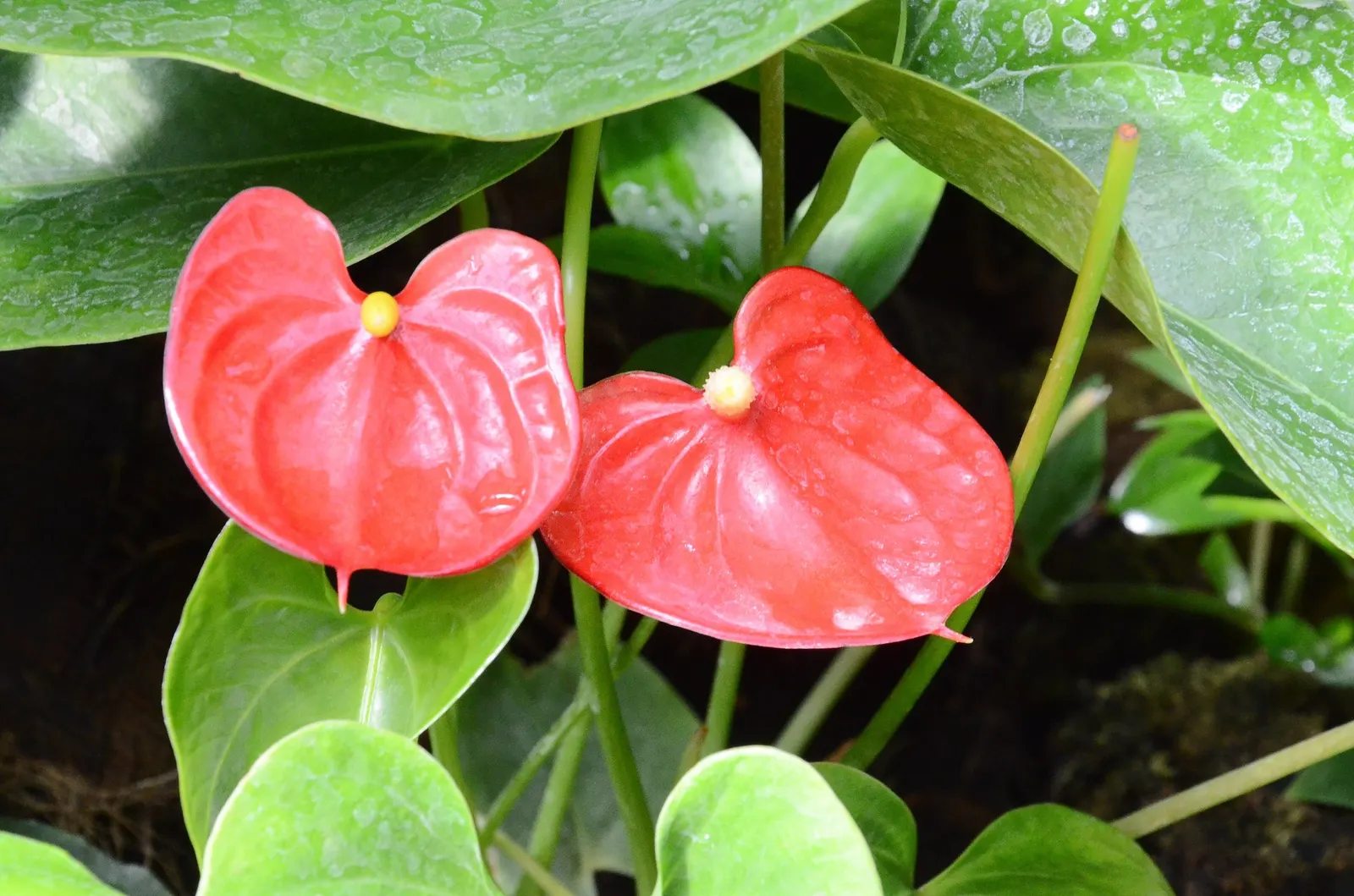Premier™ (Anthurium hybrid) — Direct sun should be avoided, as it may scorch the delicate leaves