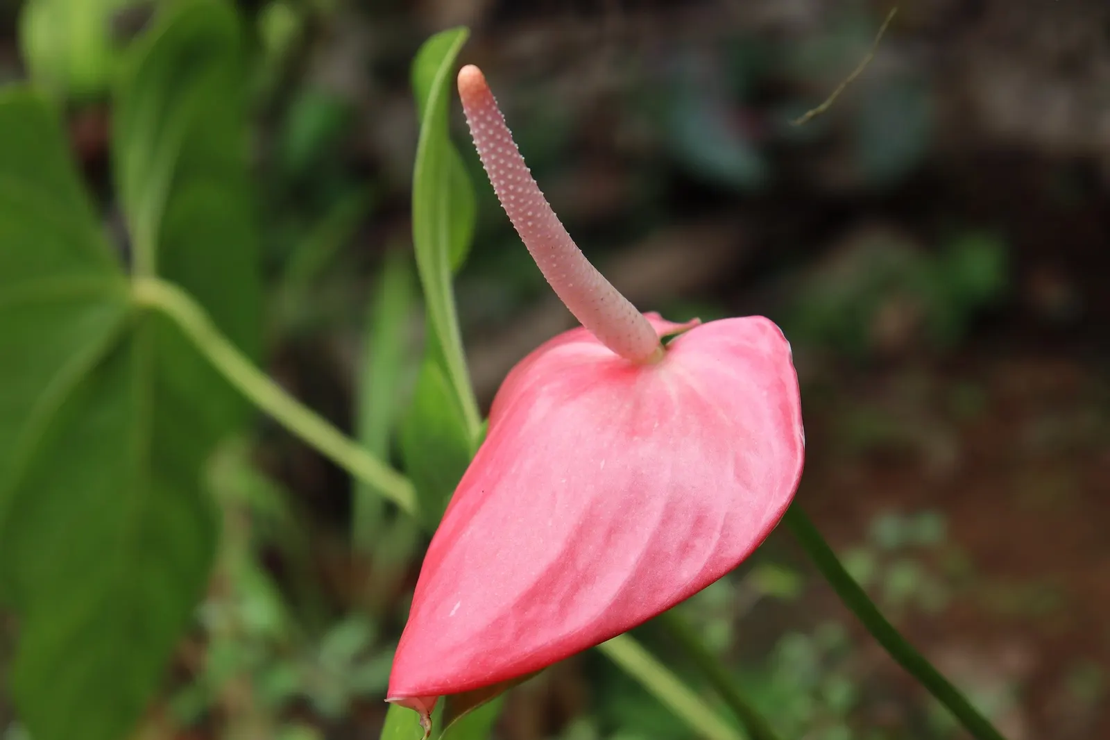 Premier™ (Anthurium hybrid) — Hardy in USDA Zones 11-12