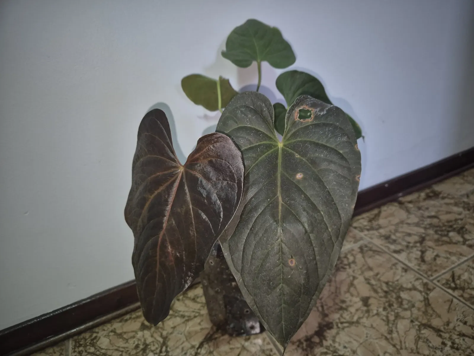 Premier™ (Anthurium hybrid) — velvet-textured foliage and collector-worthy individuality
