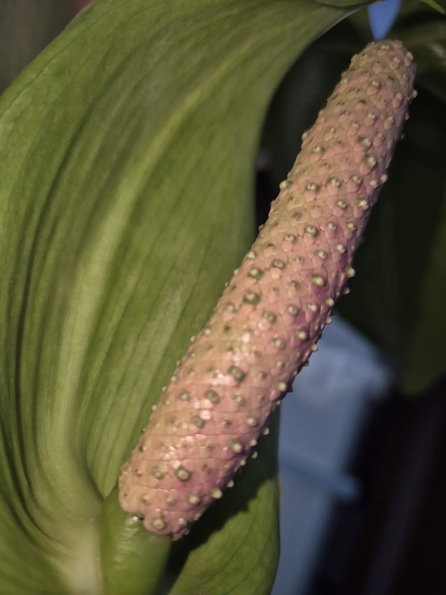 Premier™ (Anthurium hybrid) — each plant develops with its own personality
