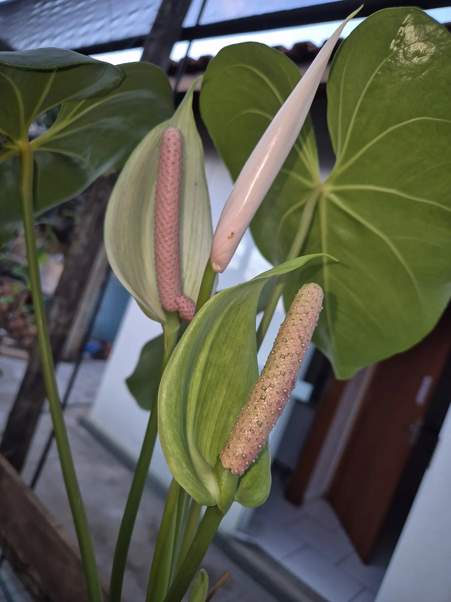 Premier™ (Anthurium hybrid) — often traced with luminous venation in silvery white or a soft pink blush