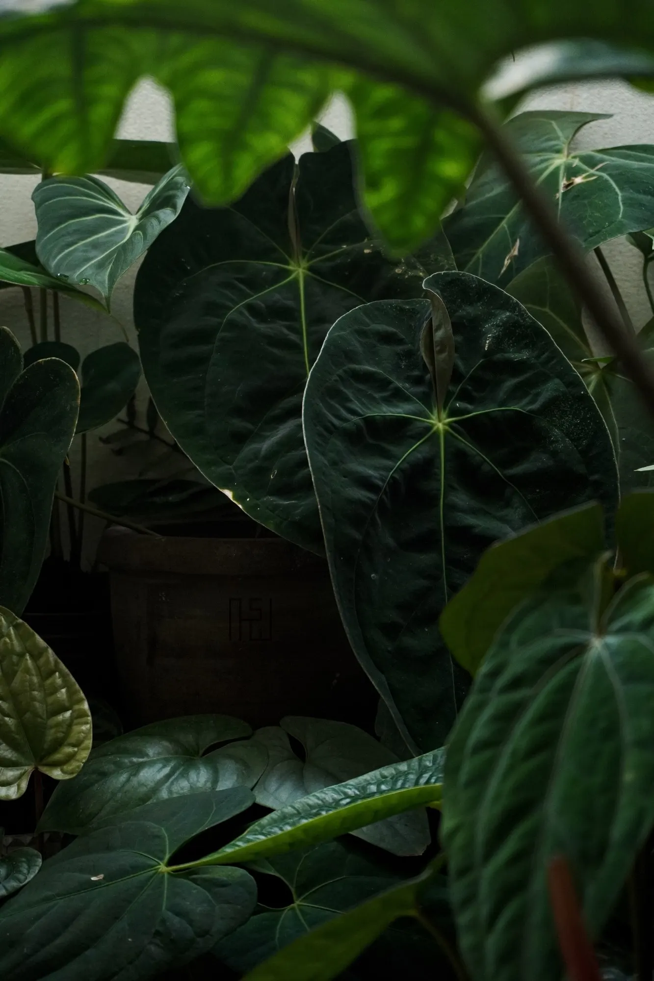 Premier™ (Anthurium hybrid) — though it may be grown outdoors year-round only in frost-free USDA Zones 11 to 12