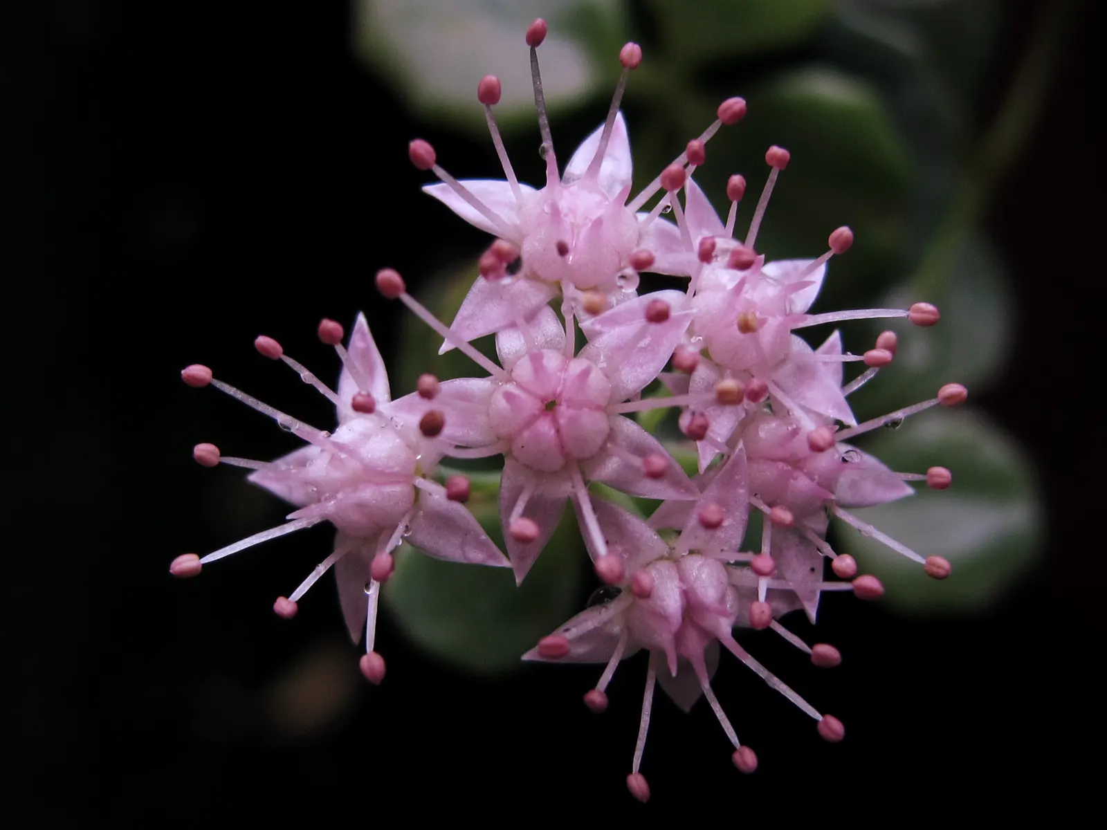 October Daphne (Sedum Sieboldii) — pink flowers in the garden